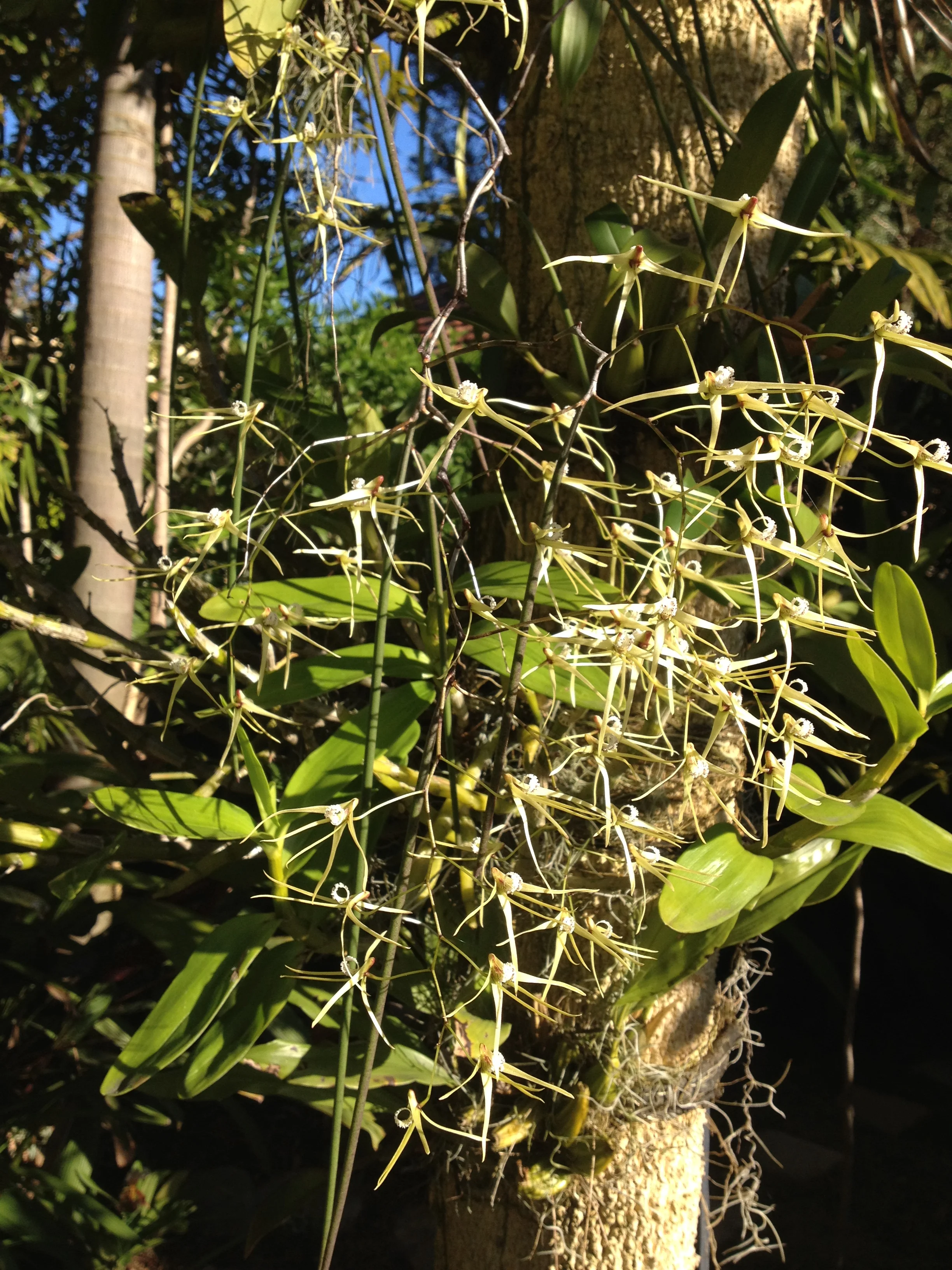Dockrillia teretifolia