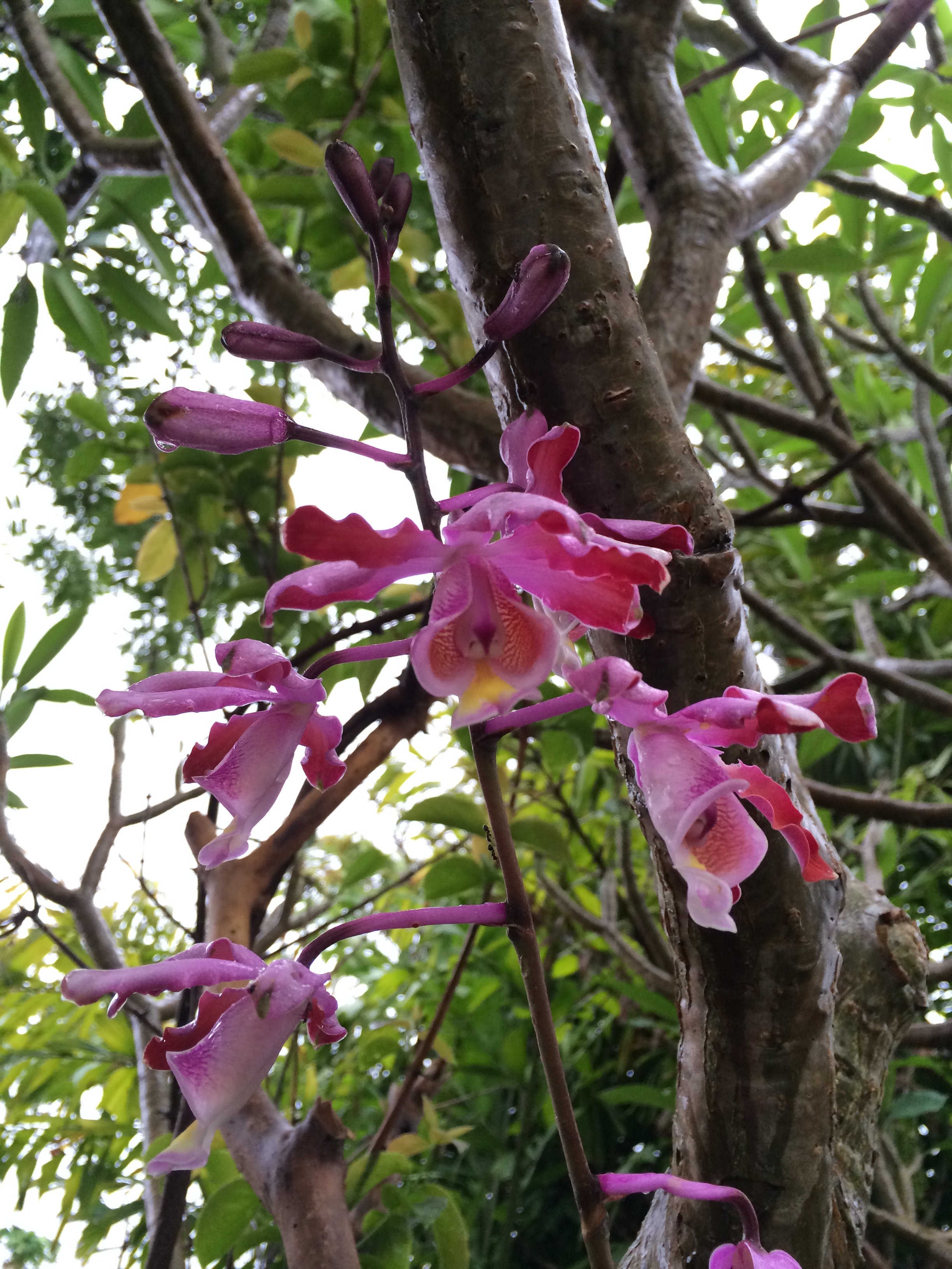 Myrmecophila tibicinis 