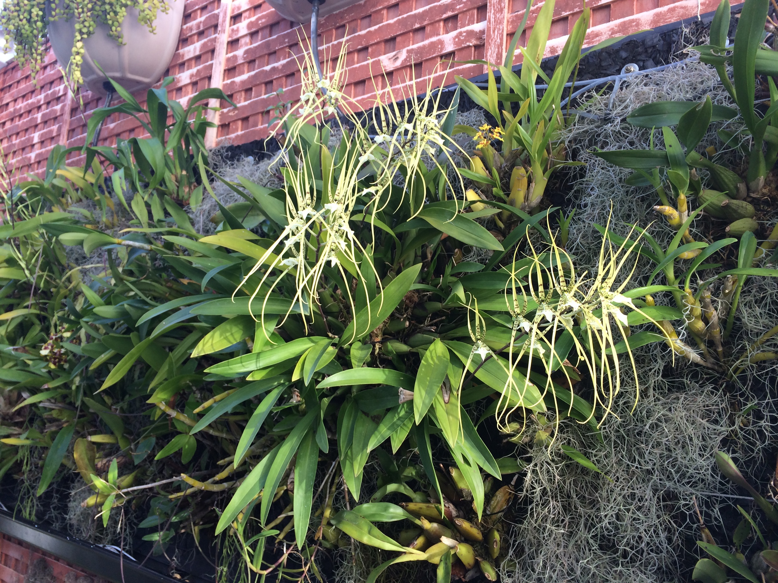 Brassia verrucosa Spider Orchid in flower
