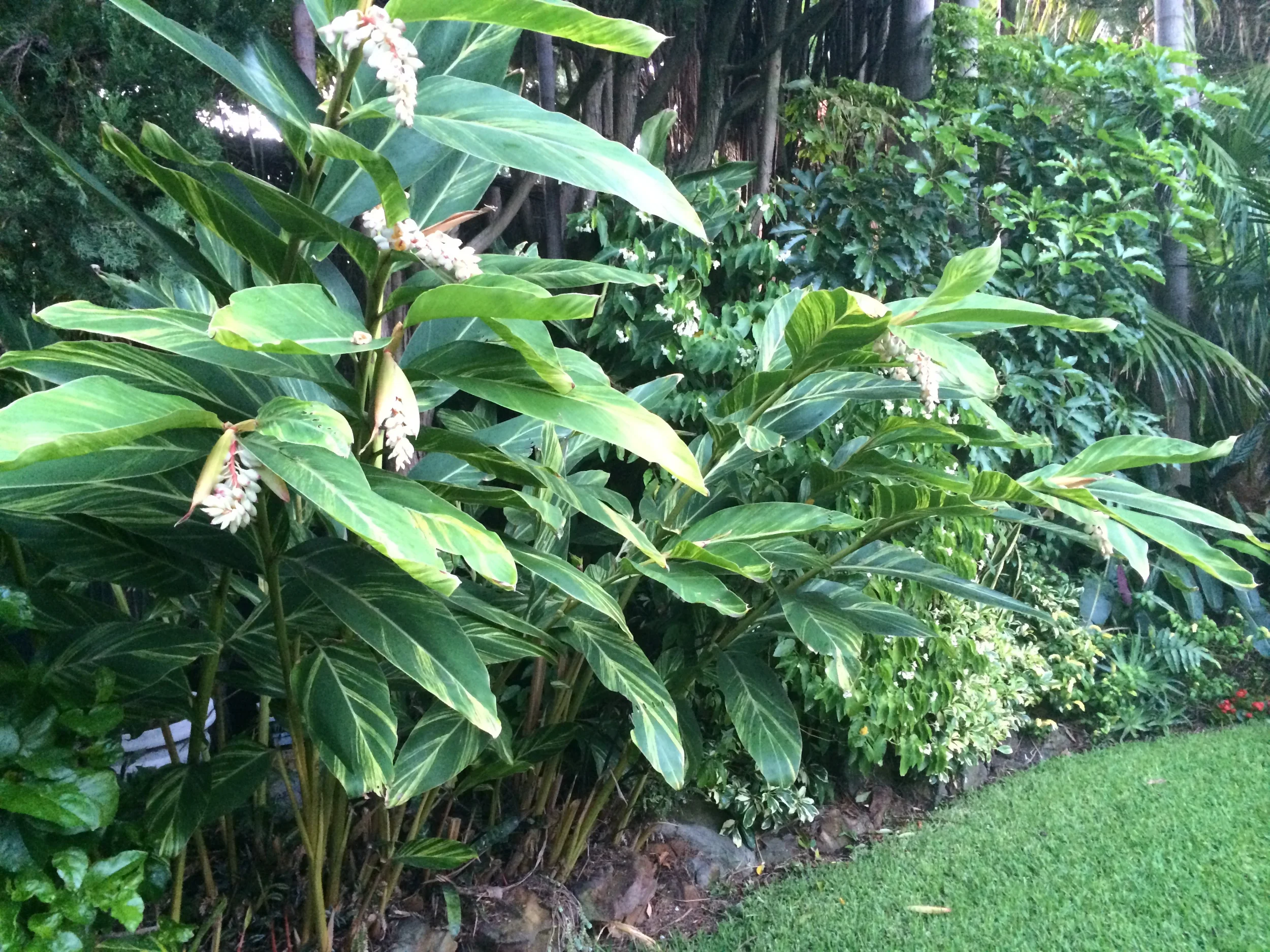 Alpinia zerumbet 'Variegata'