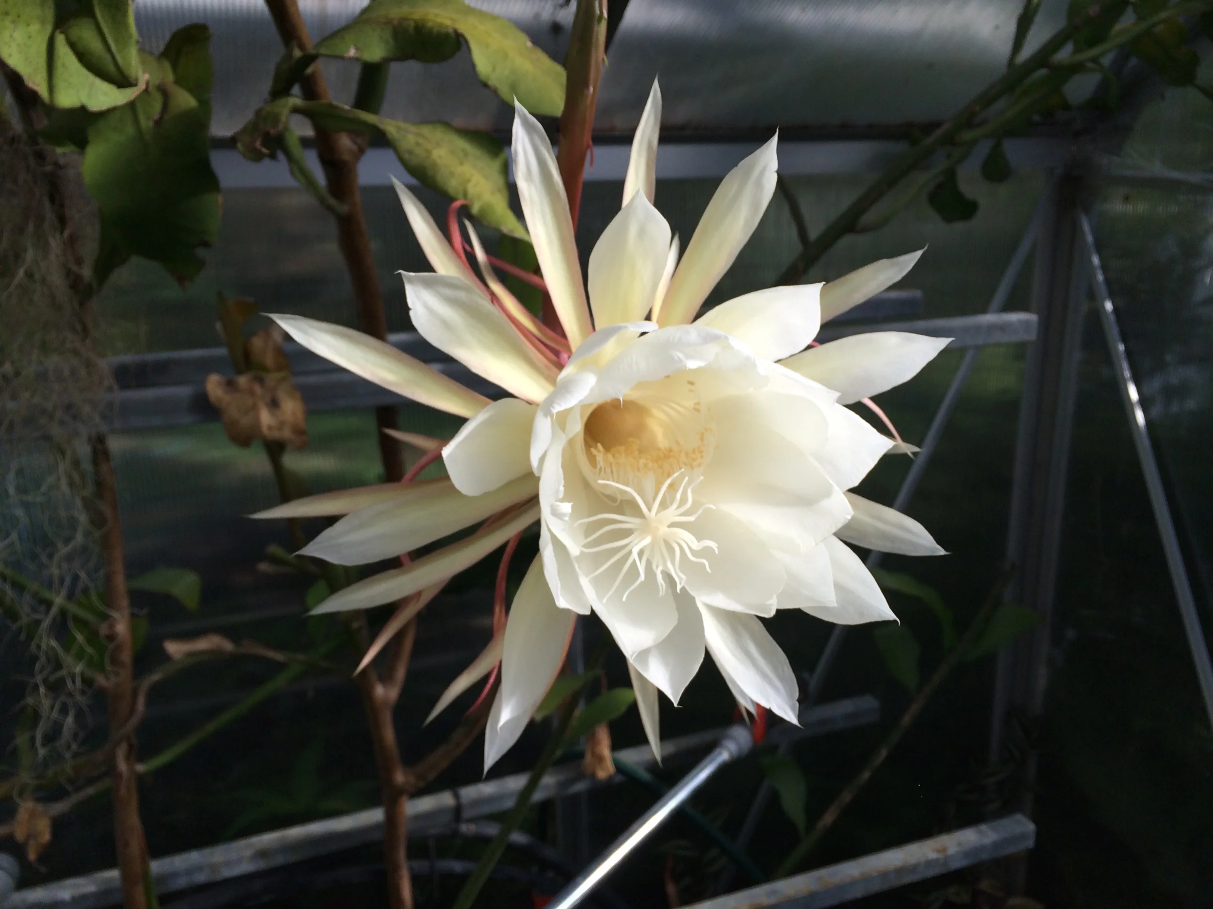 Epiphyllum oxypetalum