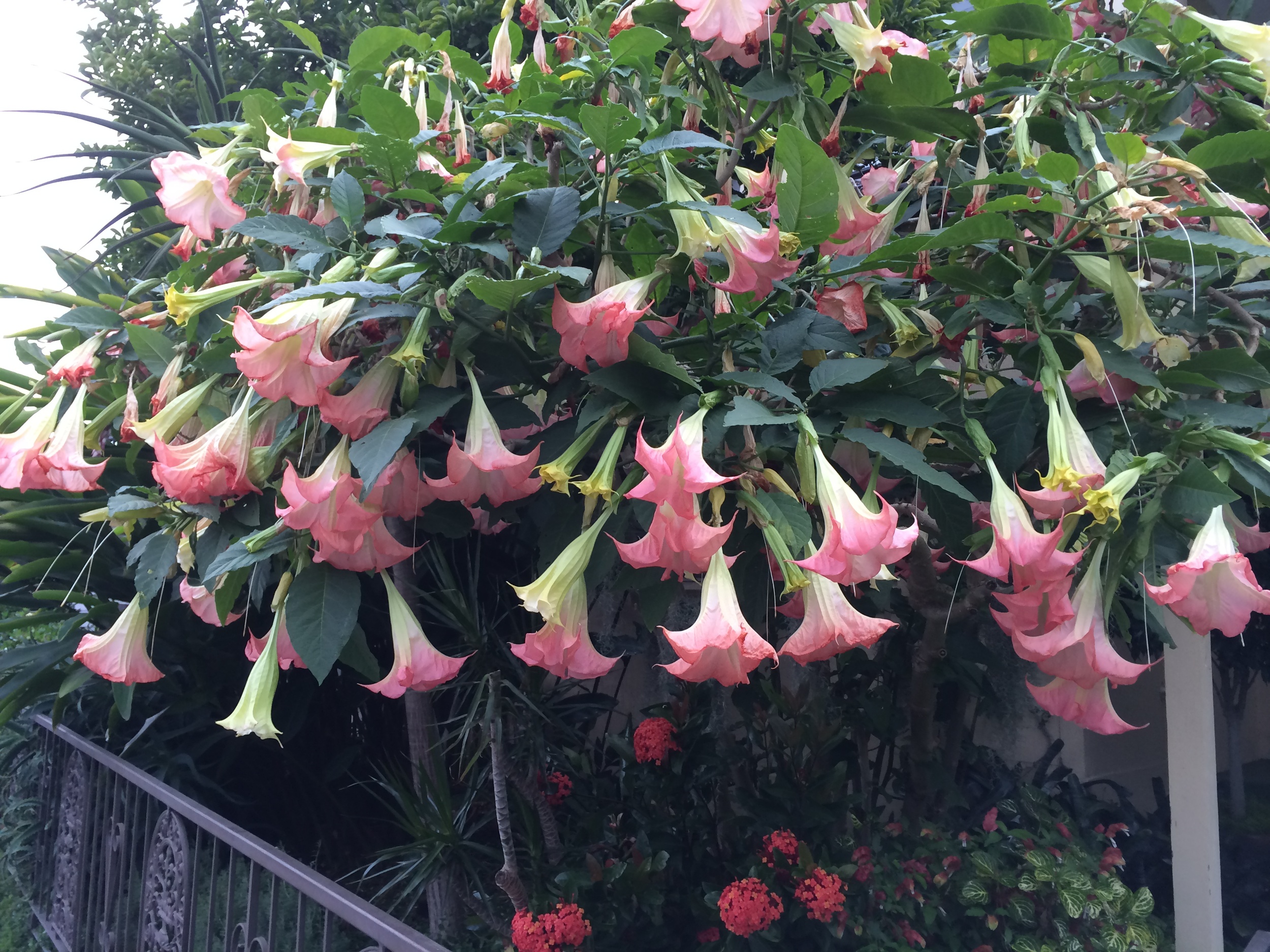 Brugmansia suaveolens 