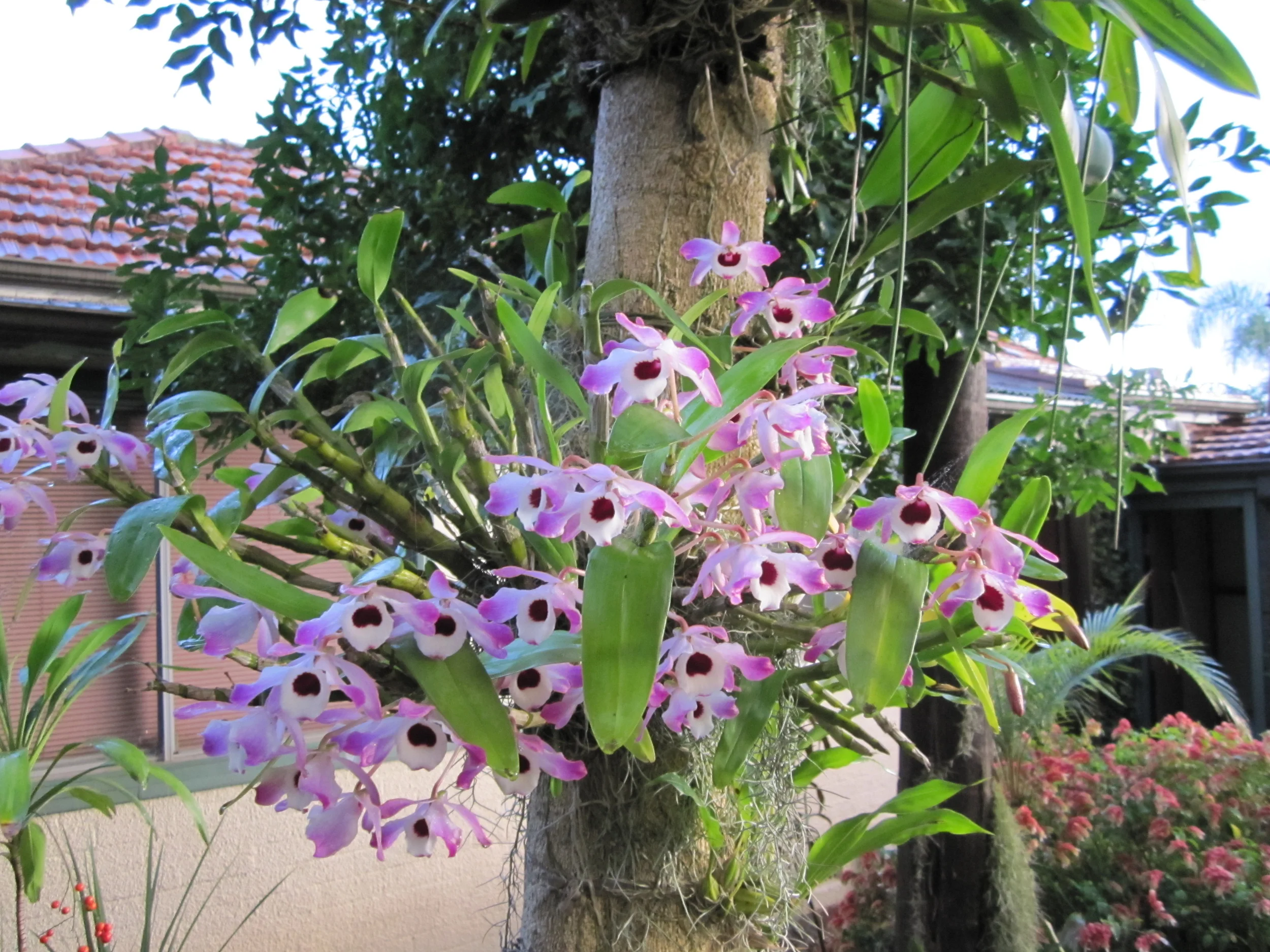 Dendrobium nobile