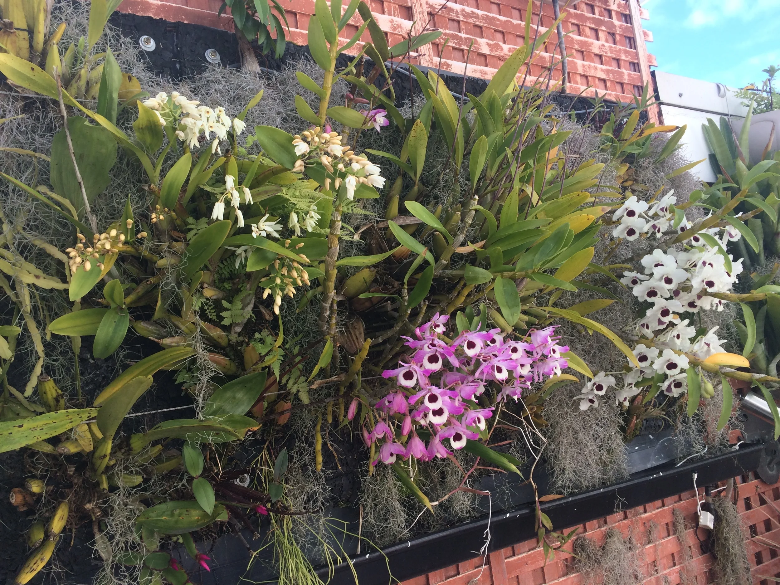  Orchid wall in it's fifth year 
