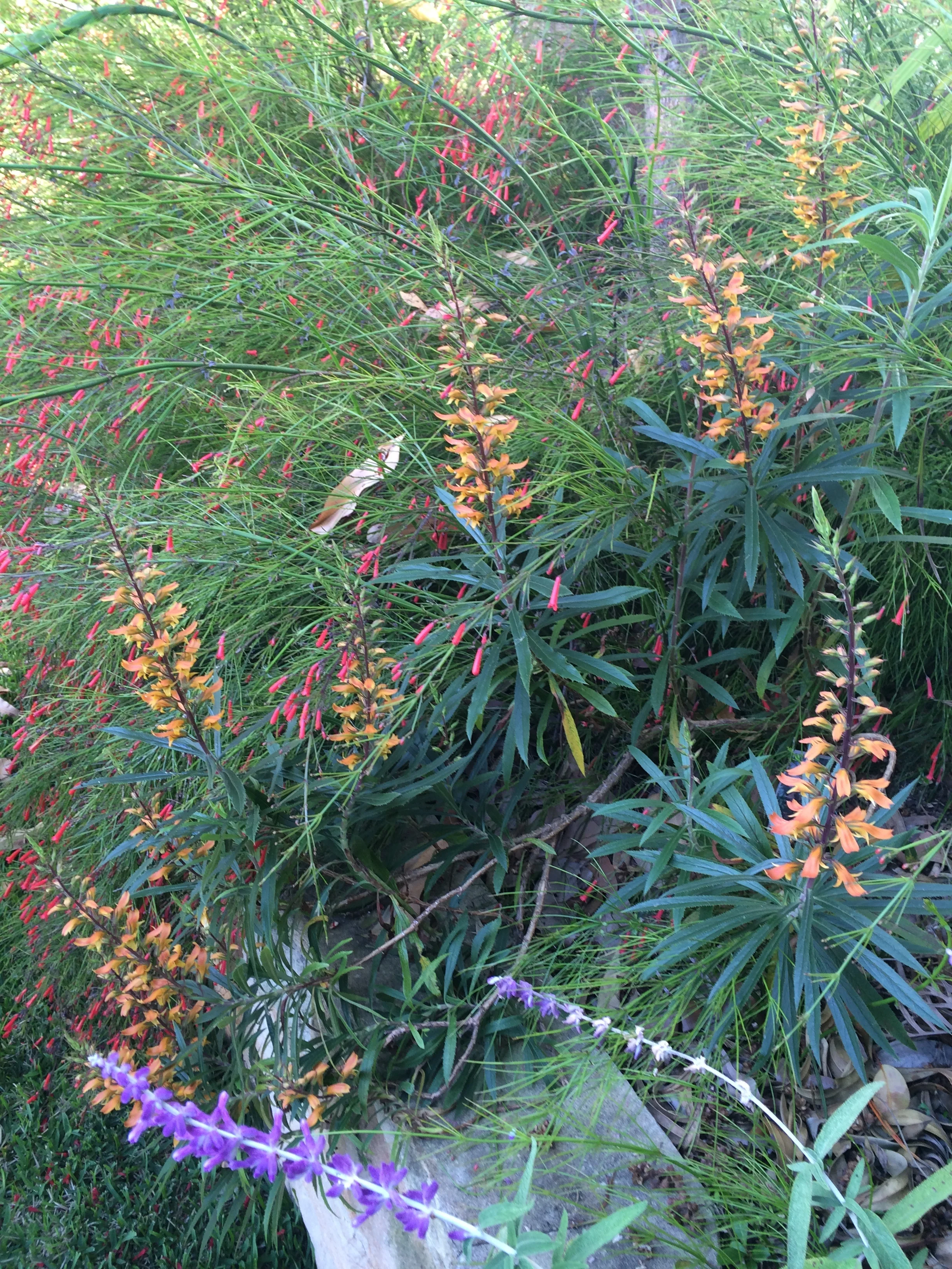 


Isoplexis isabellina
