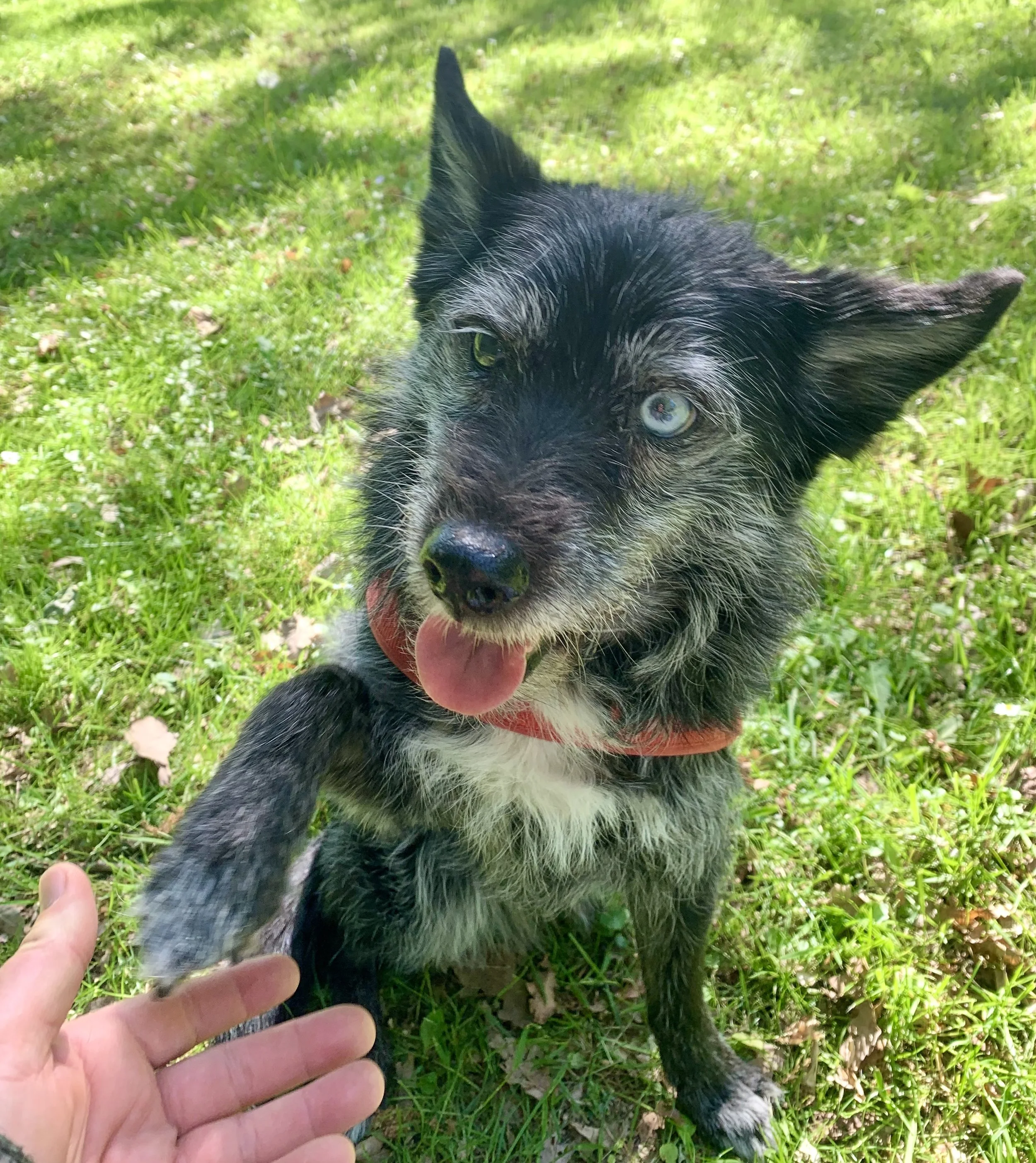 Hundetrainerhund Therapiehund Assistenzhund Mensch-Hund-Kommunikation