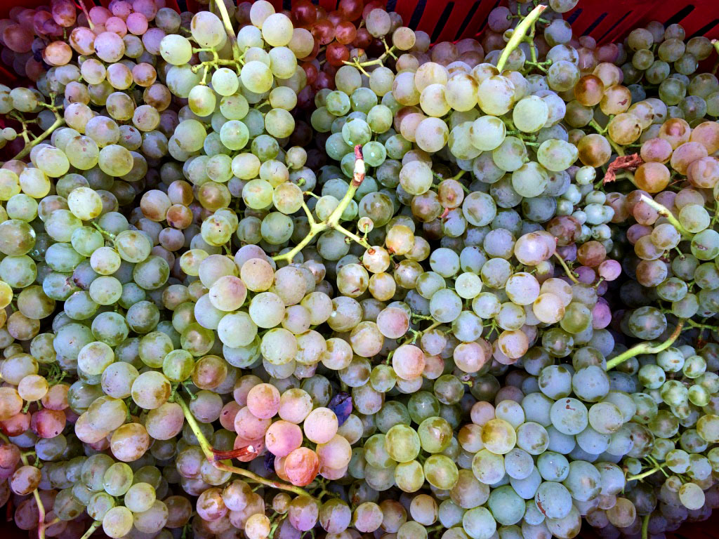 white-wine-tasting.jpg