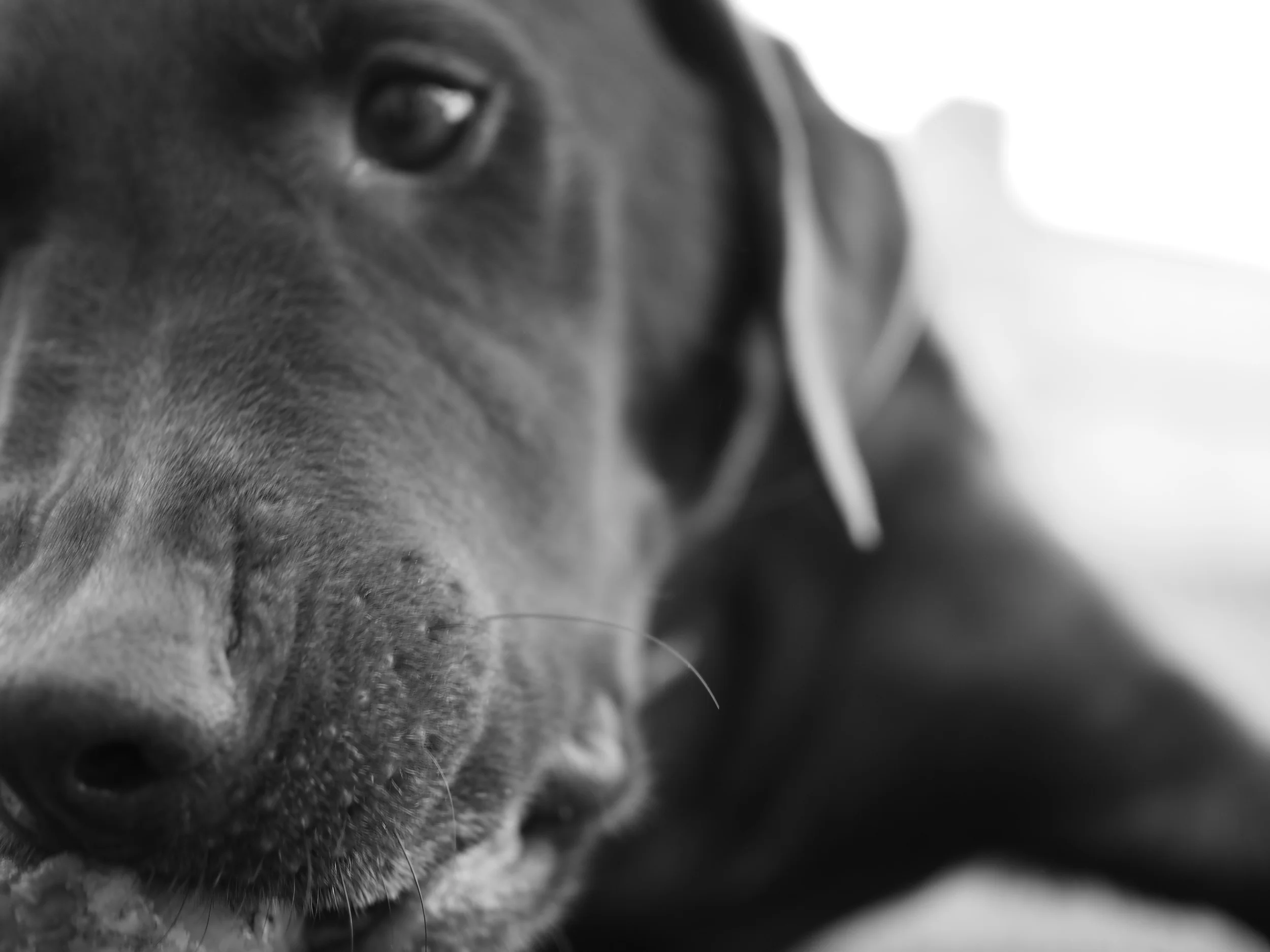 Milo the chocolate labrador