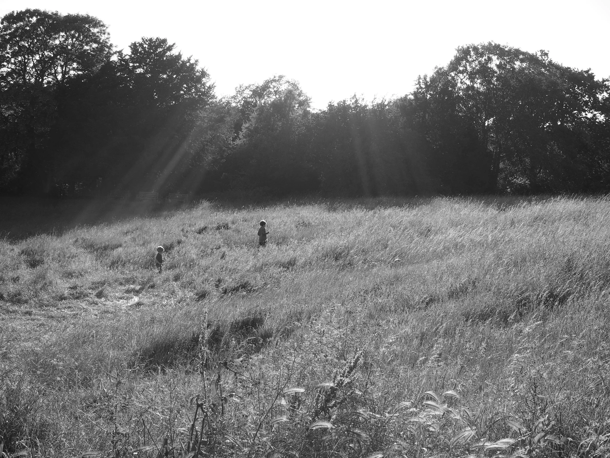 Richmond meadow