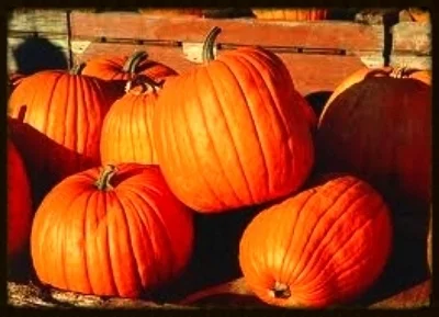 Pumpkins 2013.jpg