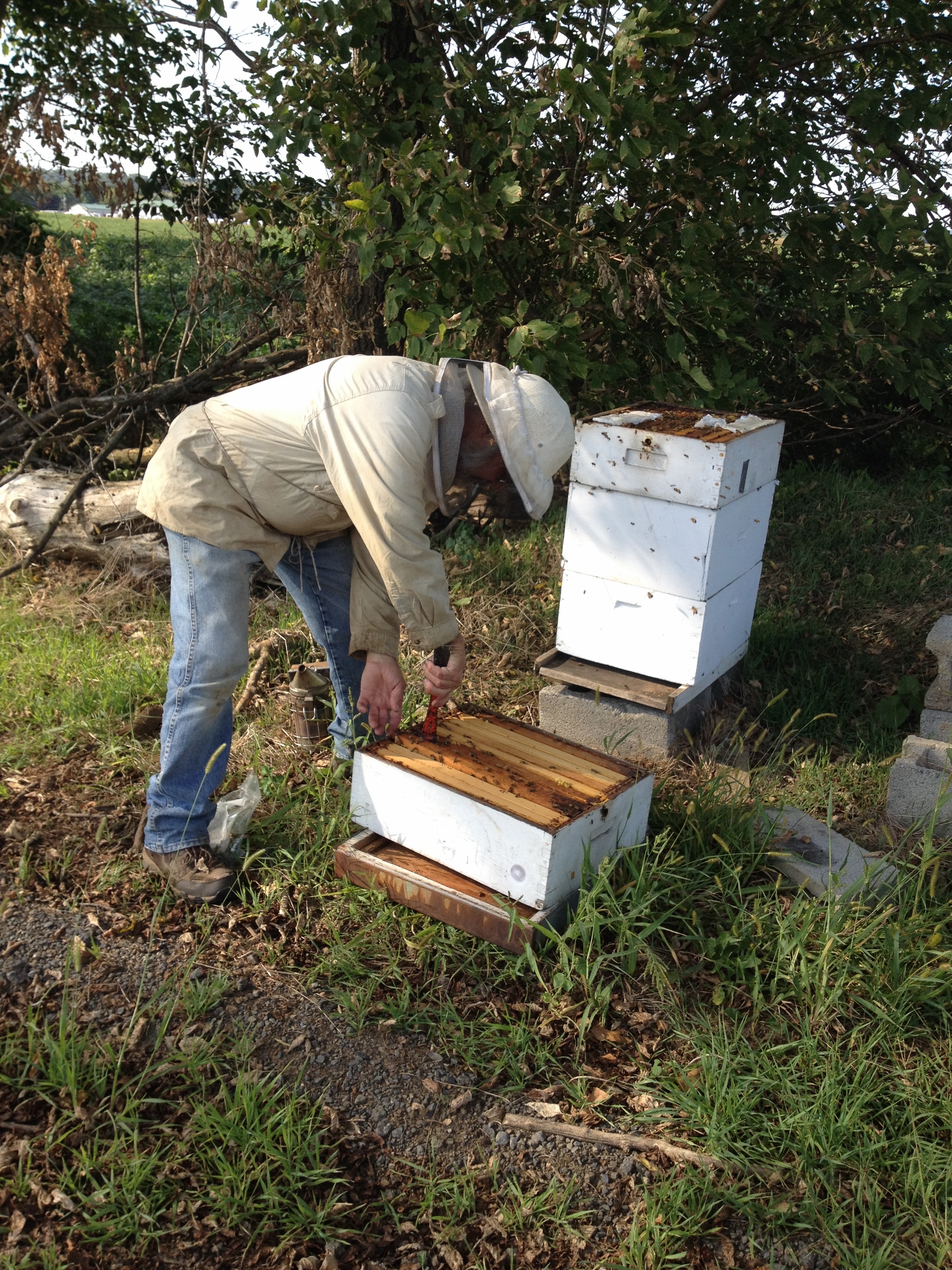  Mr. Clause checking the hive. 