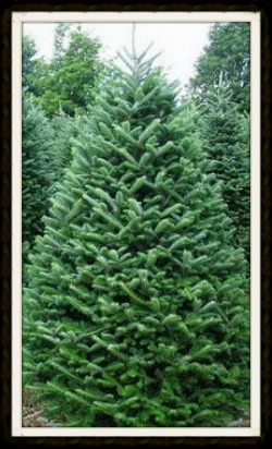 FRASER FIR (VERY VERY LIMITED SUPPLY IN FIELDS) CUT-YOUR-OWN ALL $55 (AVAILABLE UP TO 6') PRE-CUTS SOLD OUT. UP TO 8' $55 PRE CUT SOLD OUT 8'-9' $66 SOLD OUT 9'-10' $79 SOLD OUT 10'-11' $96 SOLD OUT