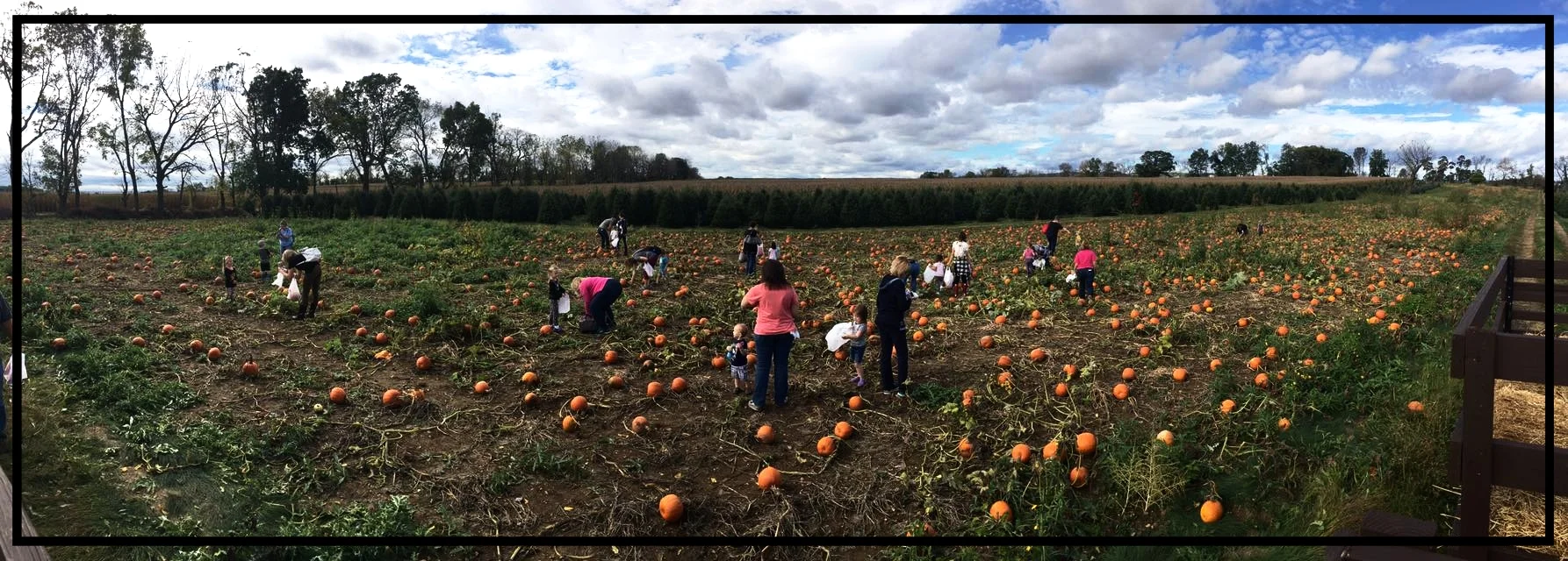 Private Pumpkin Patch For Our Younger Birthday Party Guests.