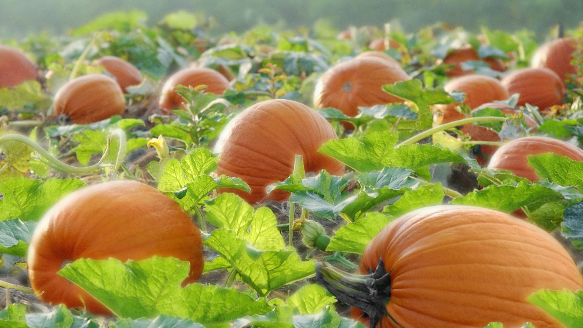 Nature___Seasons___Autumn_Pumpkin_ripens_on_the_field_043772_.jpg