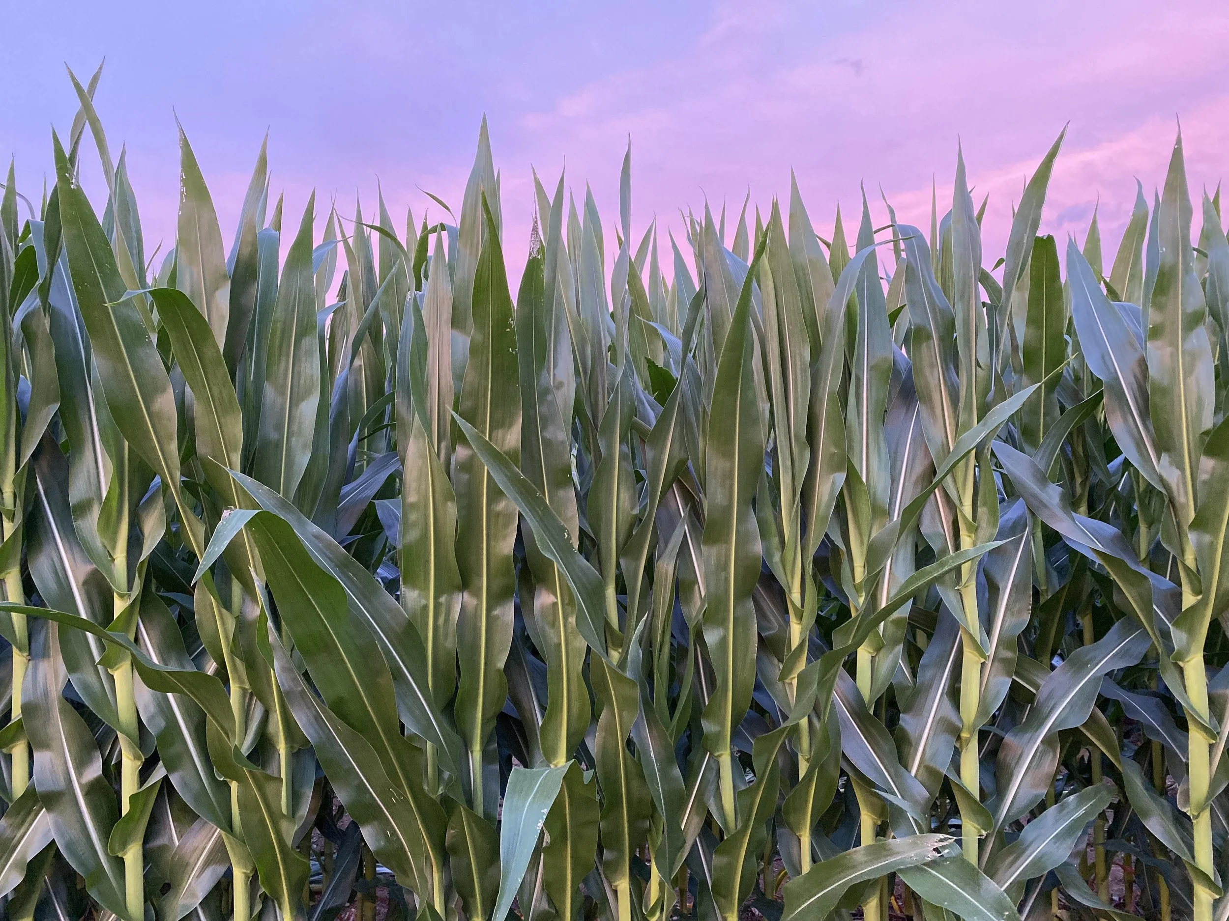 Cornfield.jpg