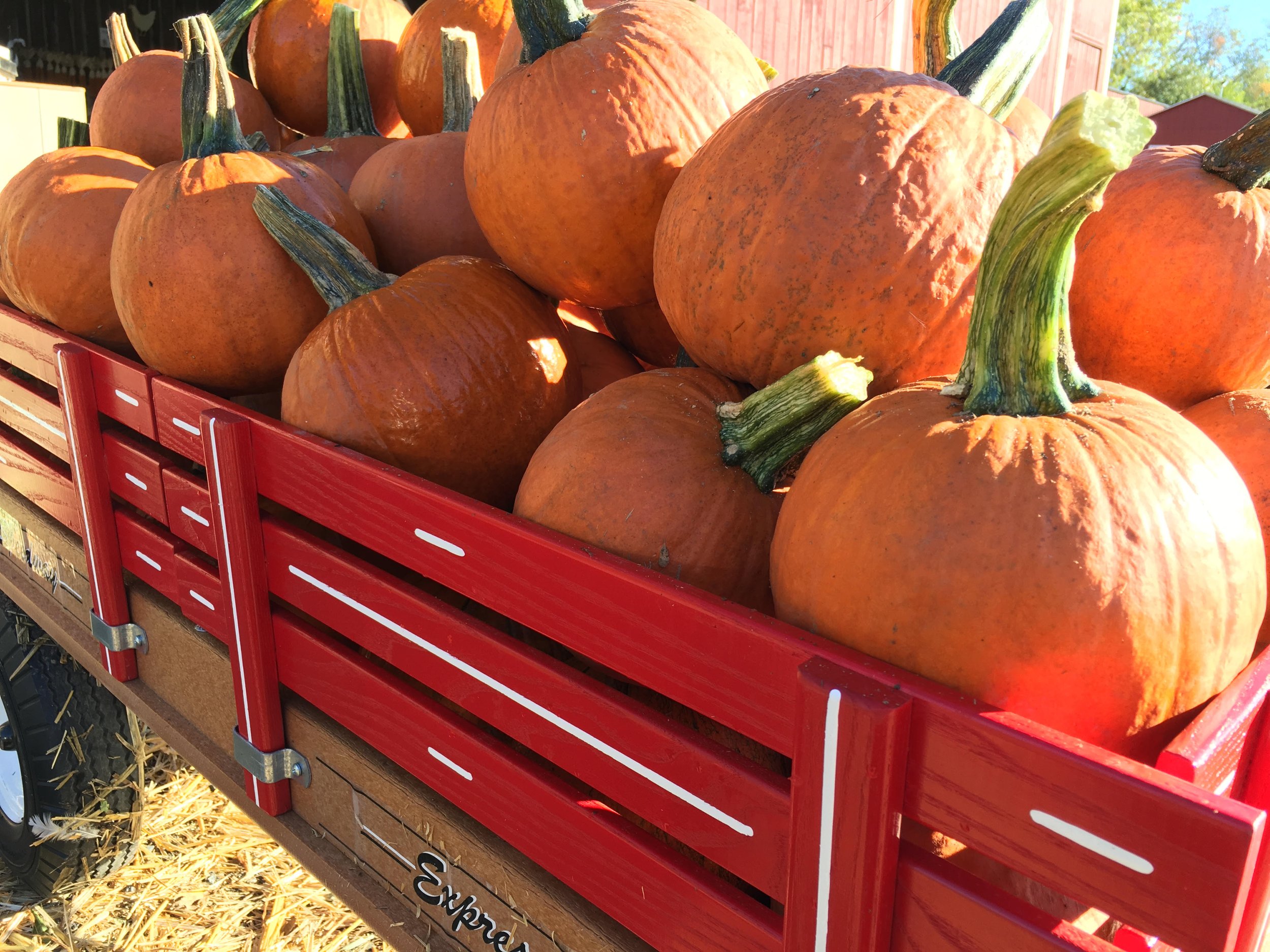 Pumpkins-website.jpg