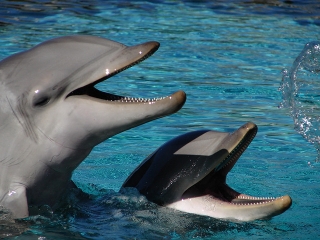 "hahahaha, I loved it when he talked with his rear human blowhole!"