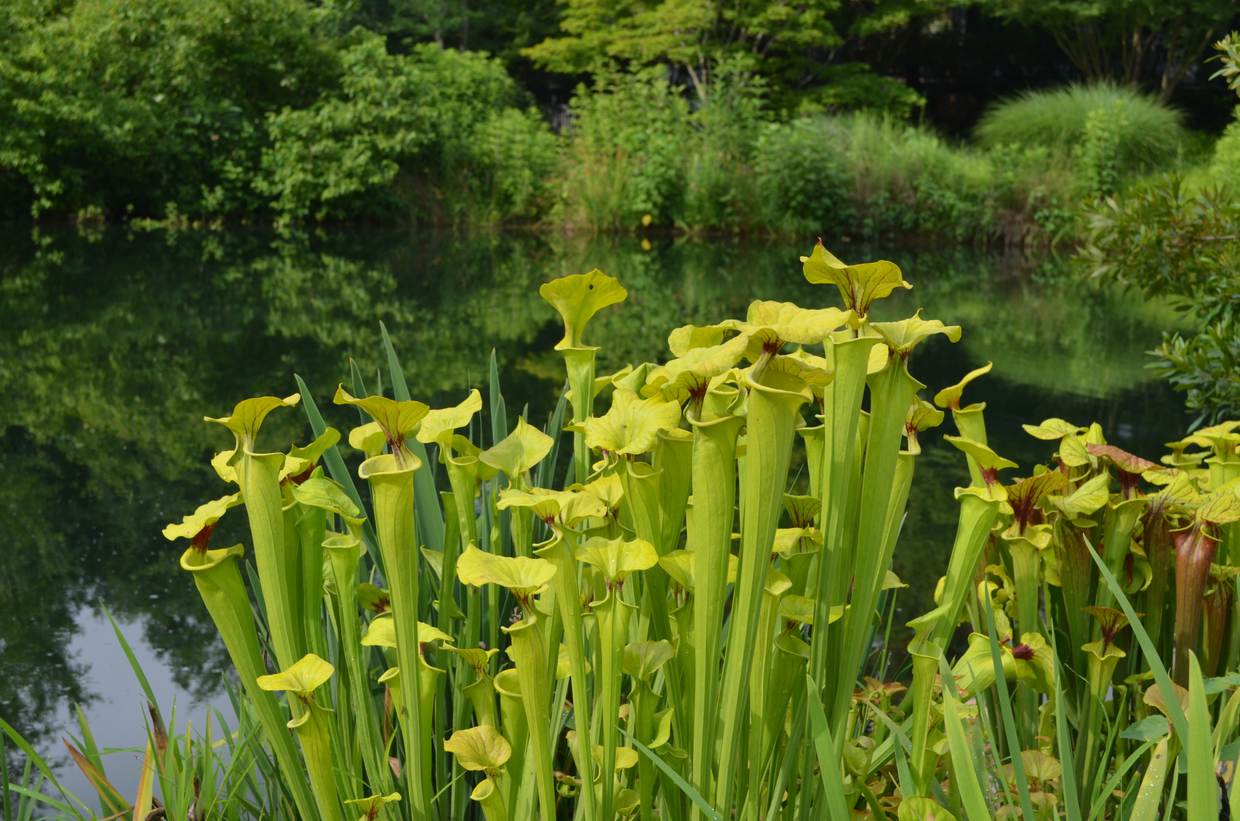 Insect-eating pitcher plants.jpg