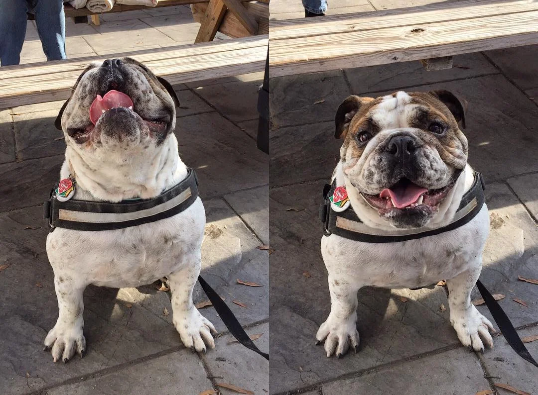 I mean, look at this happy guy! Photo credit: Ardent Craft Ales