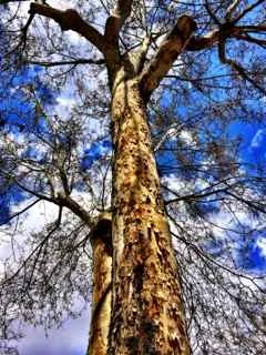 Tree Parque el Retiro.jpg