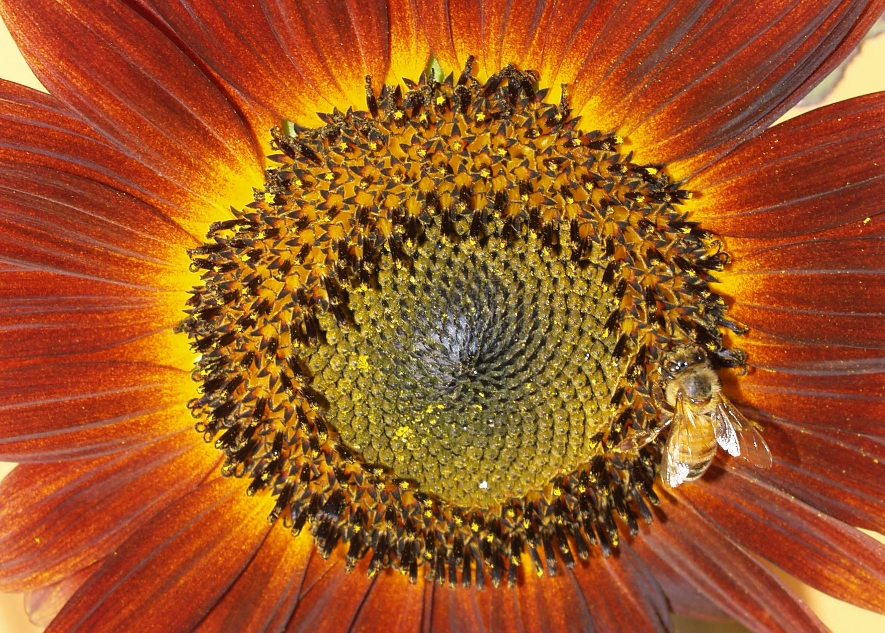 SunBee2.JPG