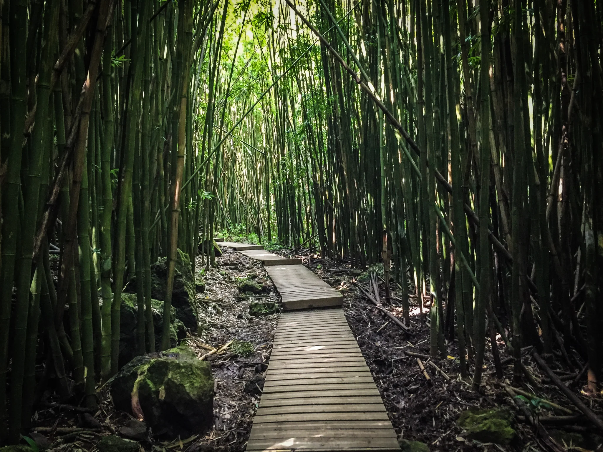 Bamboo forest on Pipiwai Trail at Haleakala National Park, Maui, HI