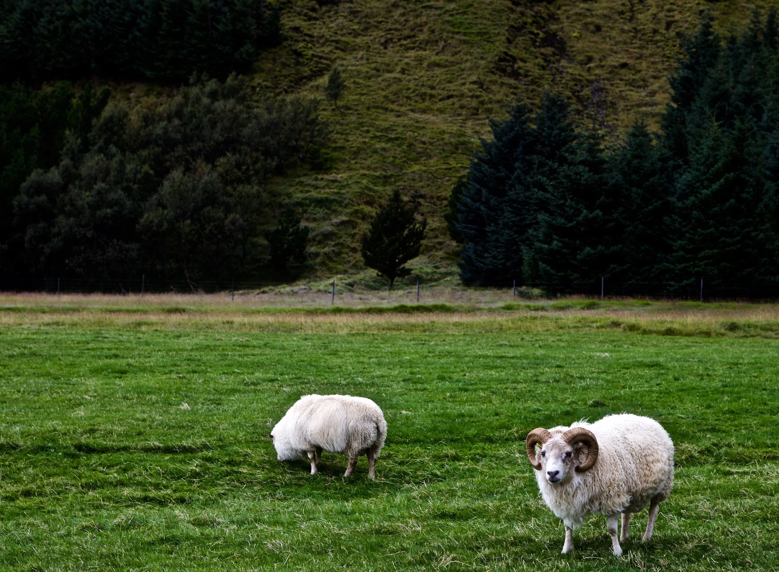 Sheep.jpg