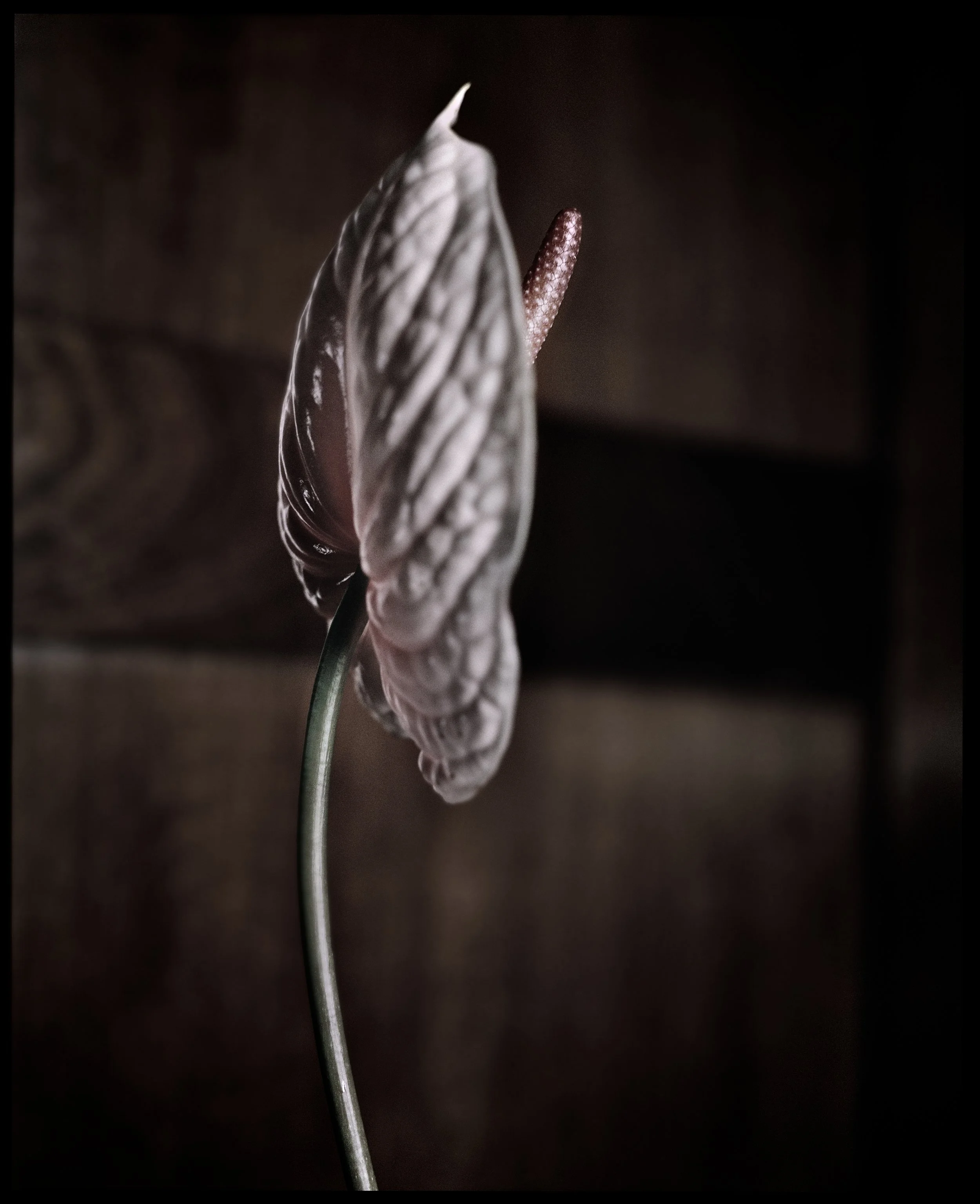 Modigliani inspired, Spoon FR