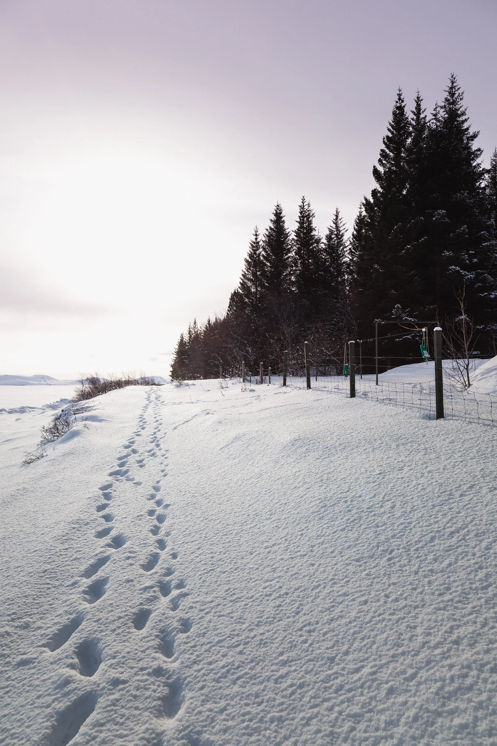 Last Winter - Photography