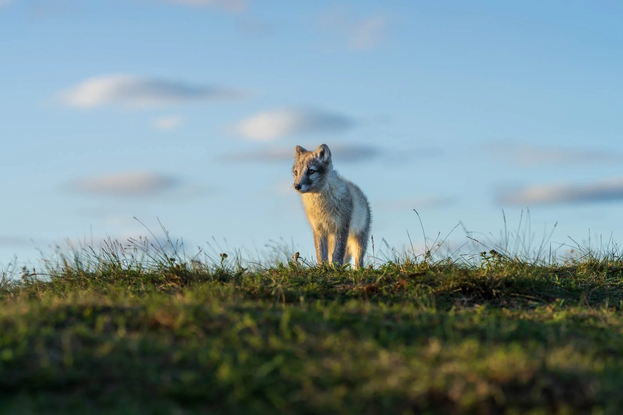 Arctic Fox on an Icelandic Ridge - SIG03415.jpg
