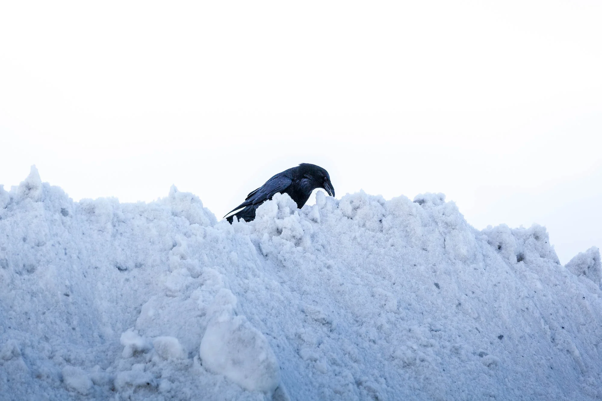 Bird on a Snowbank in Bláfjöll - _MG_7410.jpg