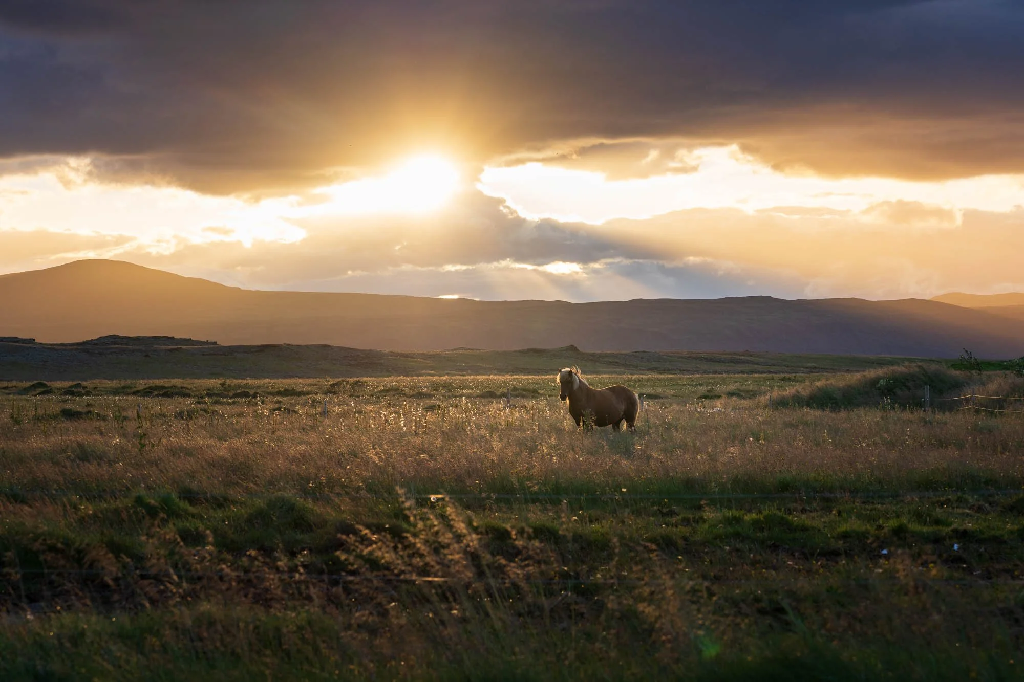Horses in Late Summer Light - SIG01162.jpg