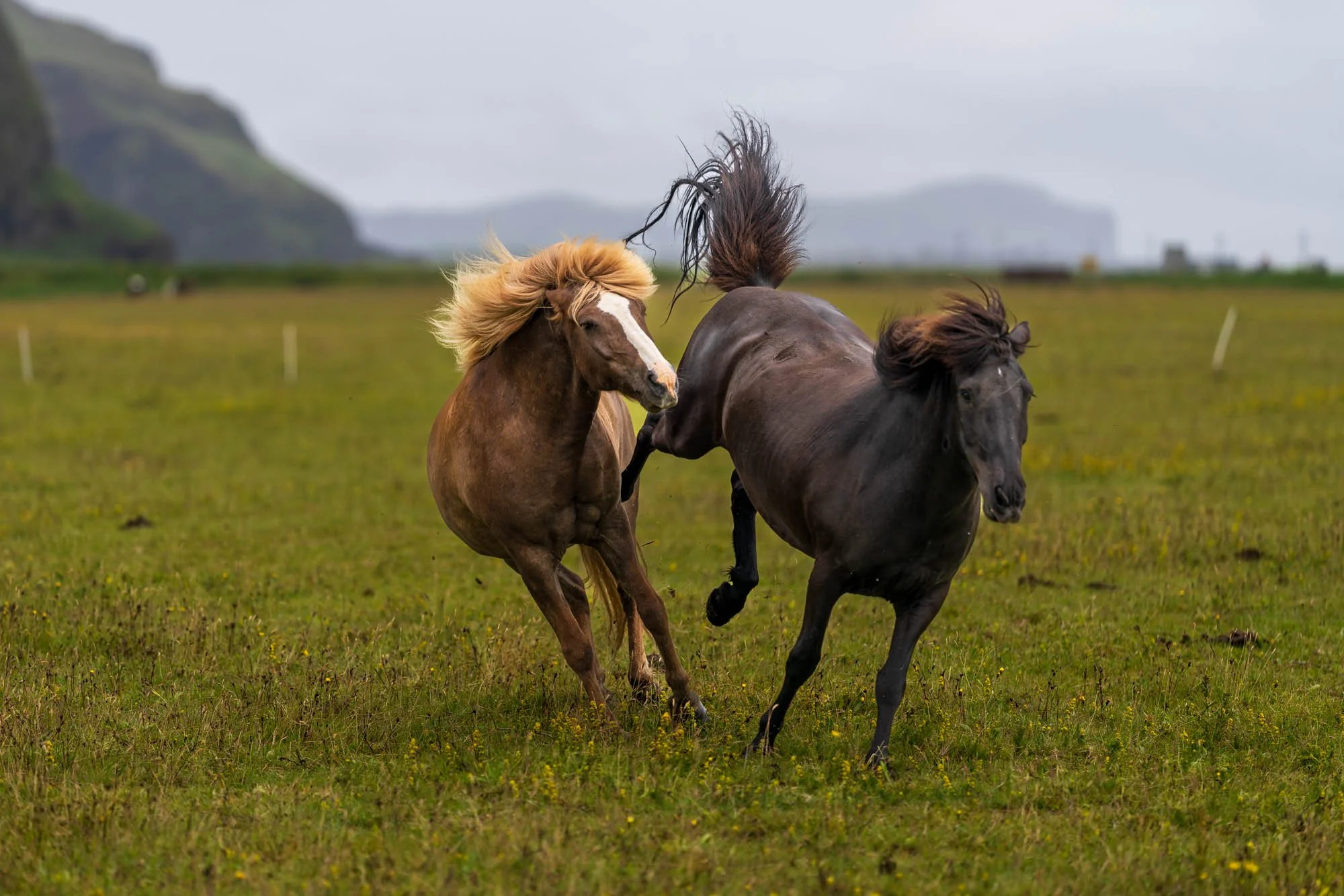 Icelandic Horses in Motion - SIG00719.jpg