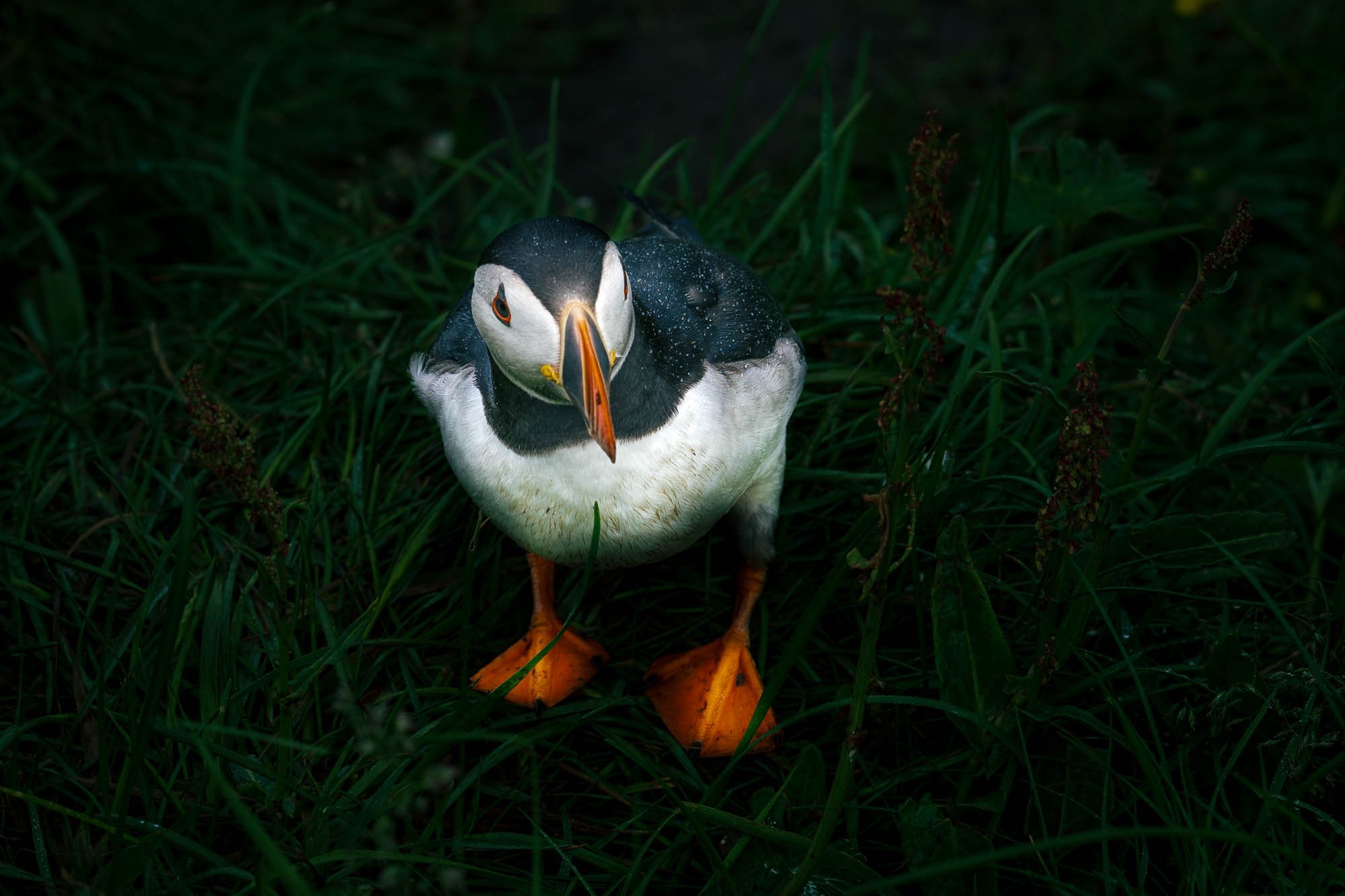 Puffin Portrait in Deep Green Grass - SIG09967.jpg