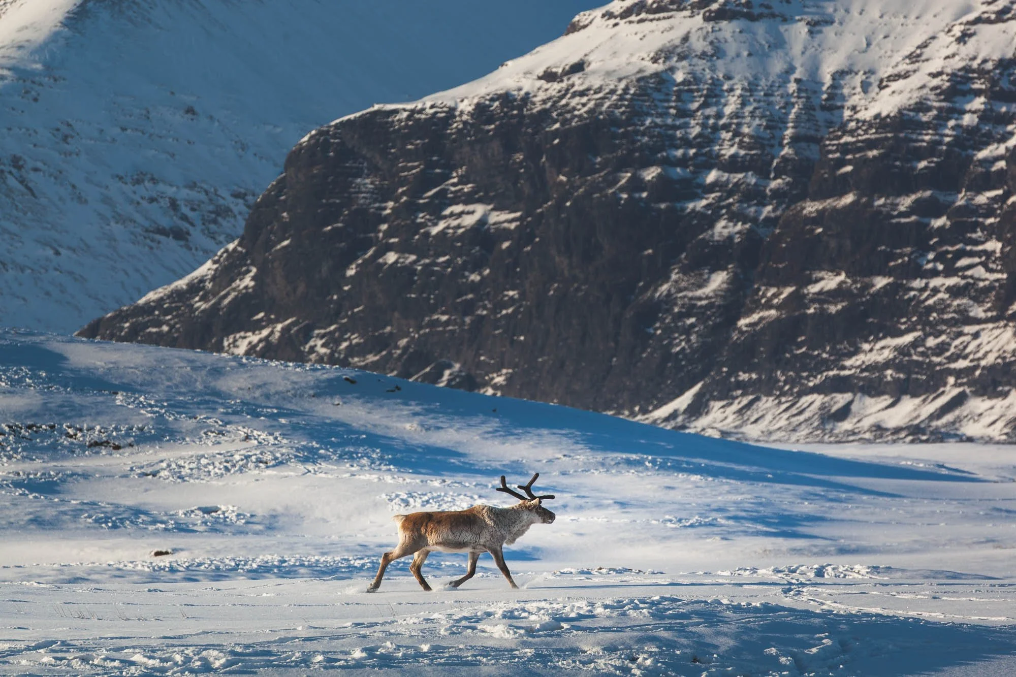 Reindeer Crossing a Winter Valley - _MG_8070.jpg