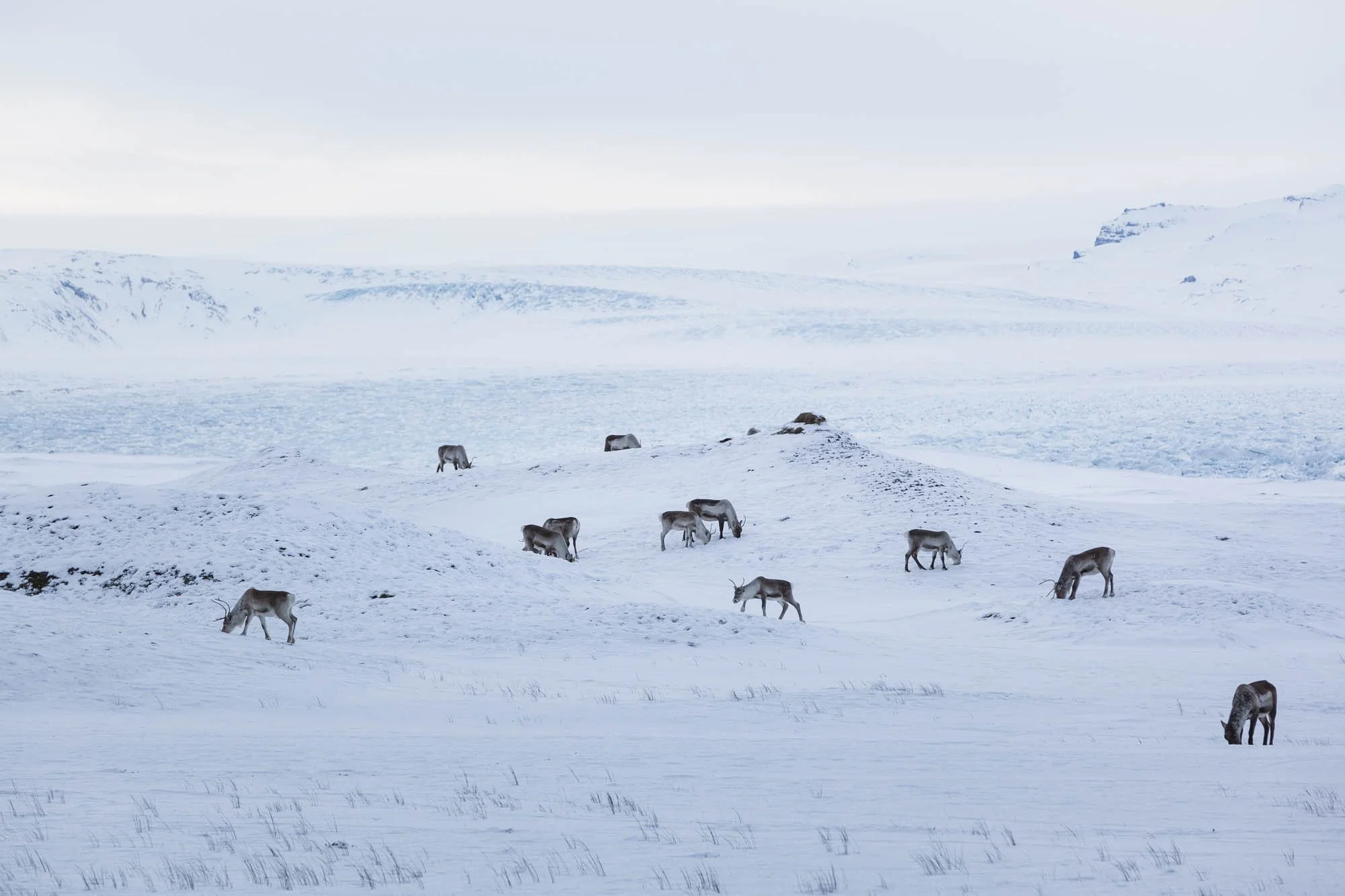 Reindeer Herd in Open Snow - _MG_8254.jpg