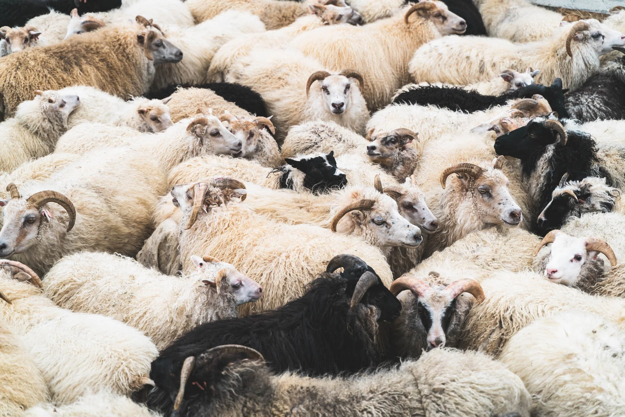 Sheep Packed Tight in the North - SIG08186.jpg