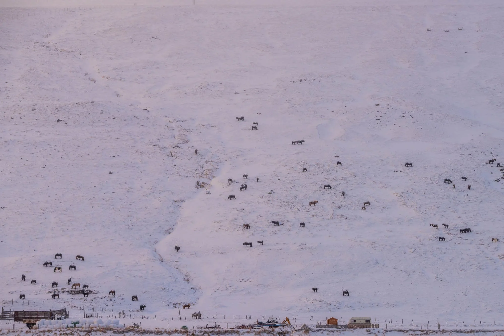 Sheep Scattered Across a Snowy Slope - SIG03694.jpg