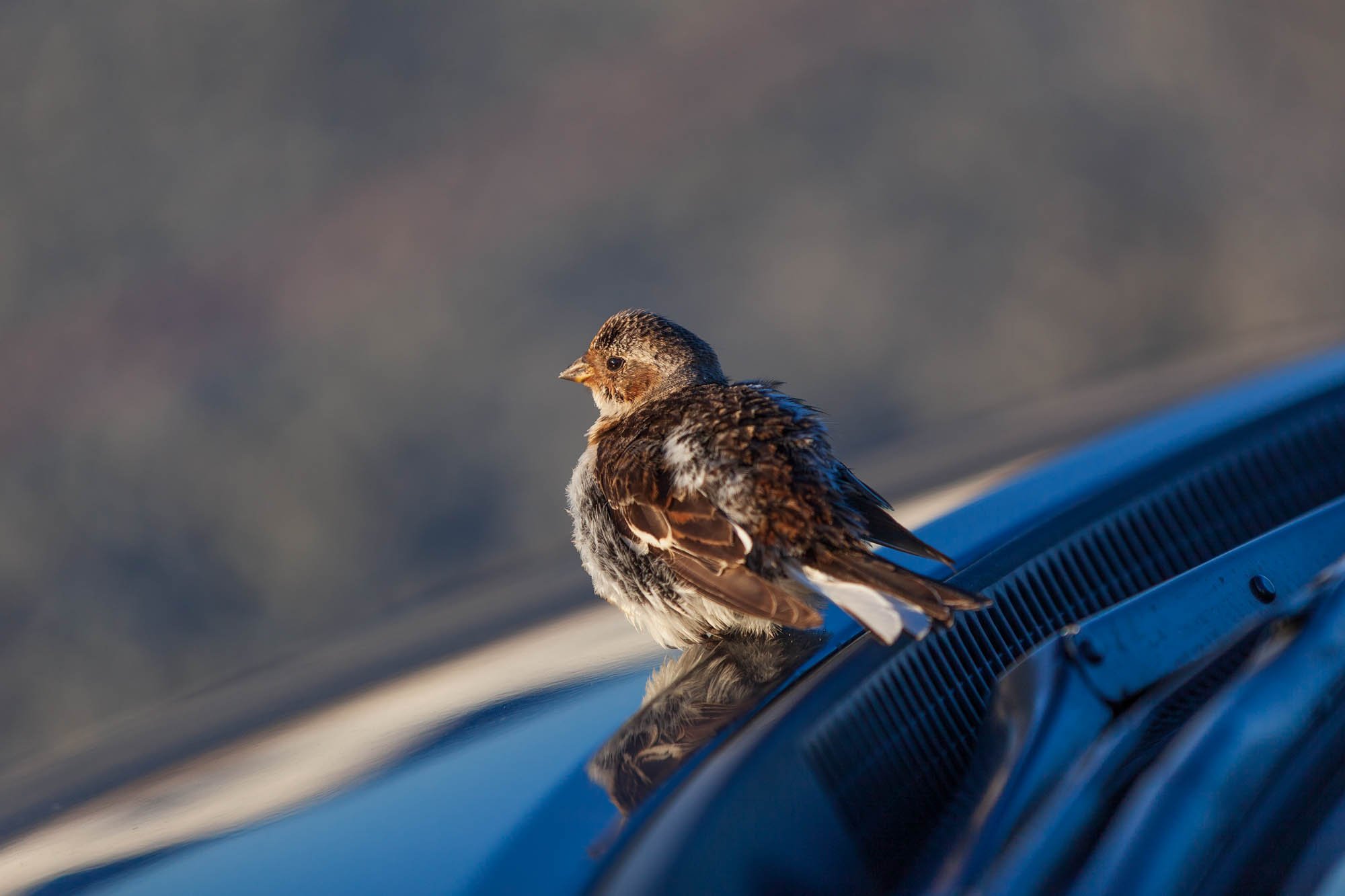 Small Bird Resting on a Windscreen - _MG_5952.jpg