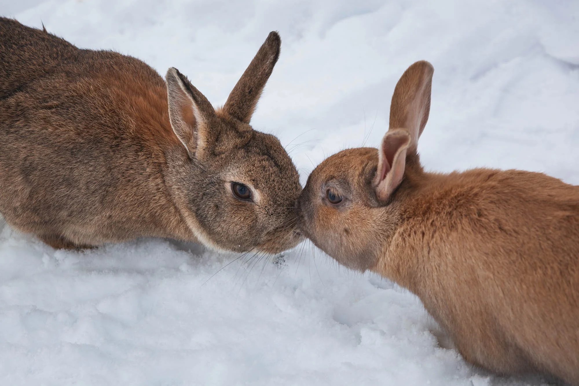 Two Rabbits Touching Noses in Snow - _MG_7581.jpg