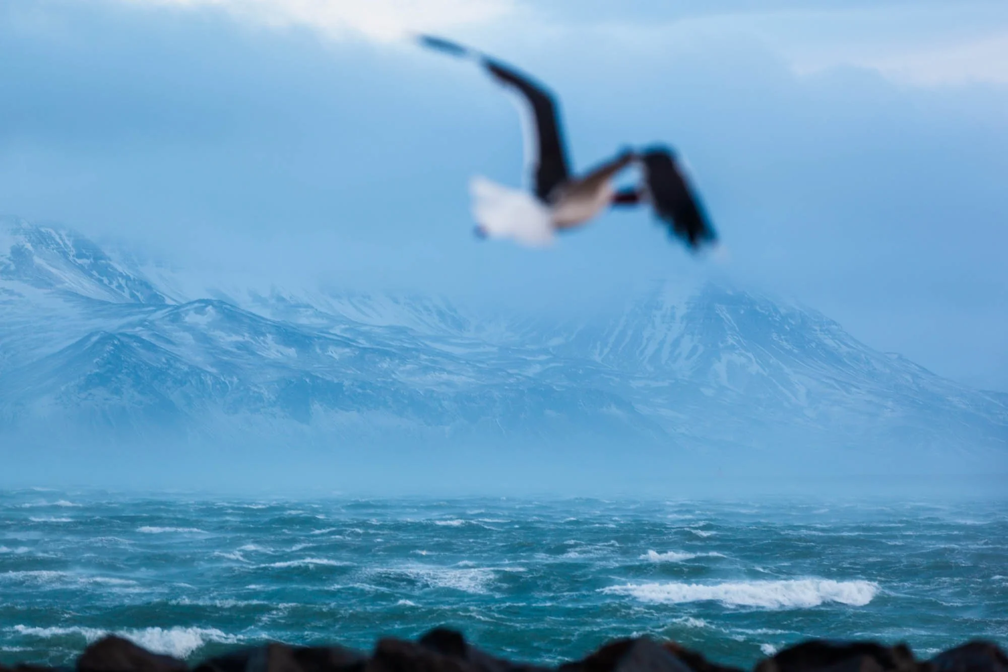 Seabird Over Stormy Water - _MG_7173.jpg