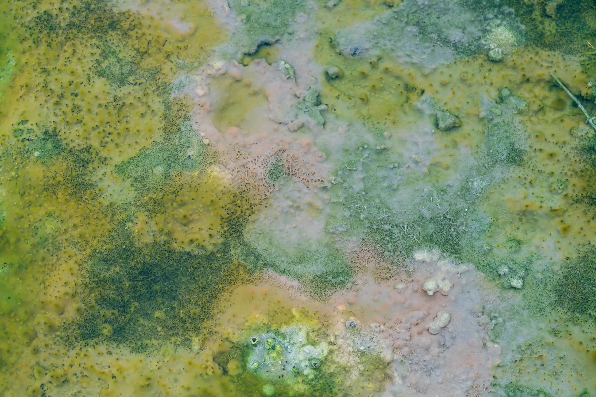 Green Mineral Ground at Hveravellir - SIG04380.jpg