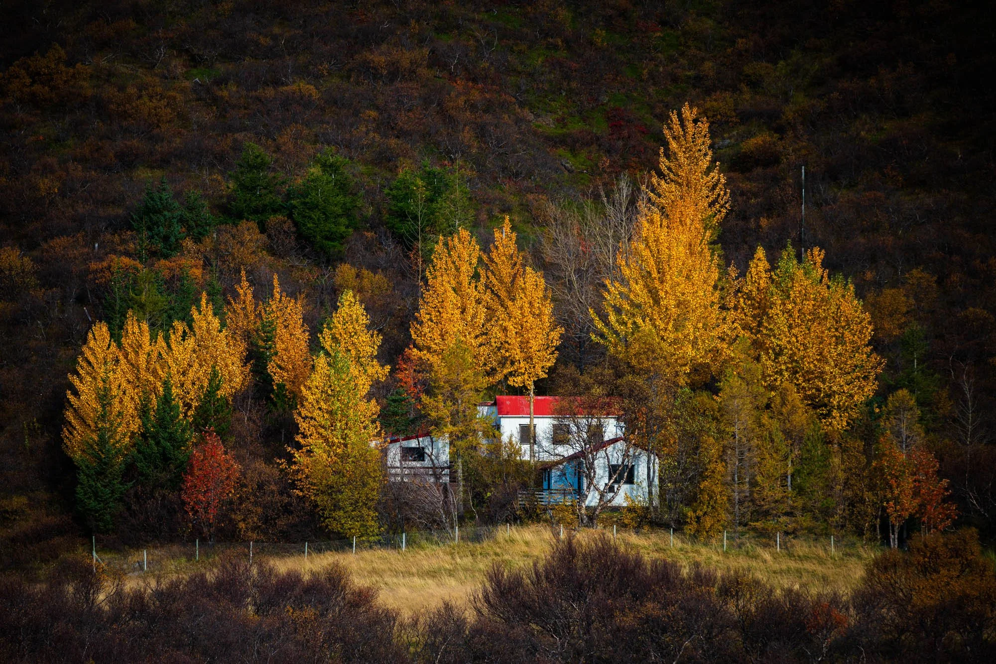 Cabin Hidden in Autumn Trees - SIG08416.jpg