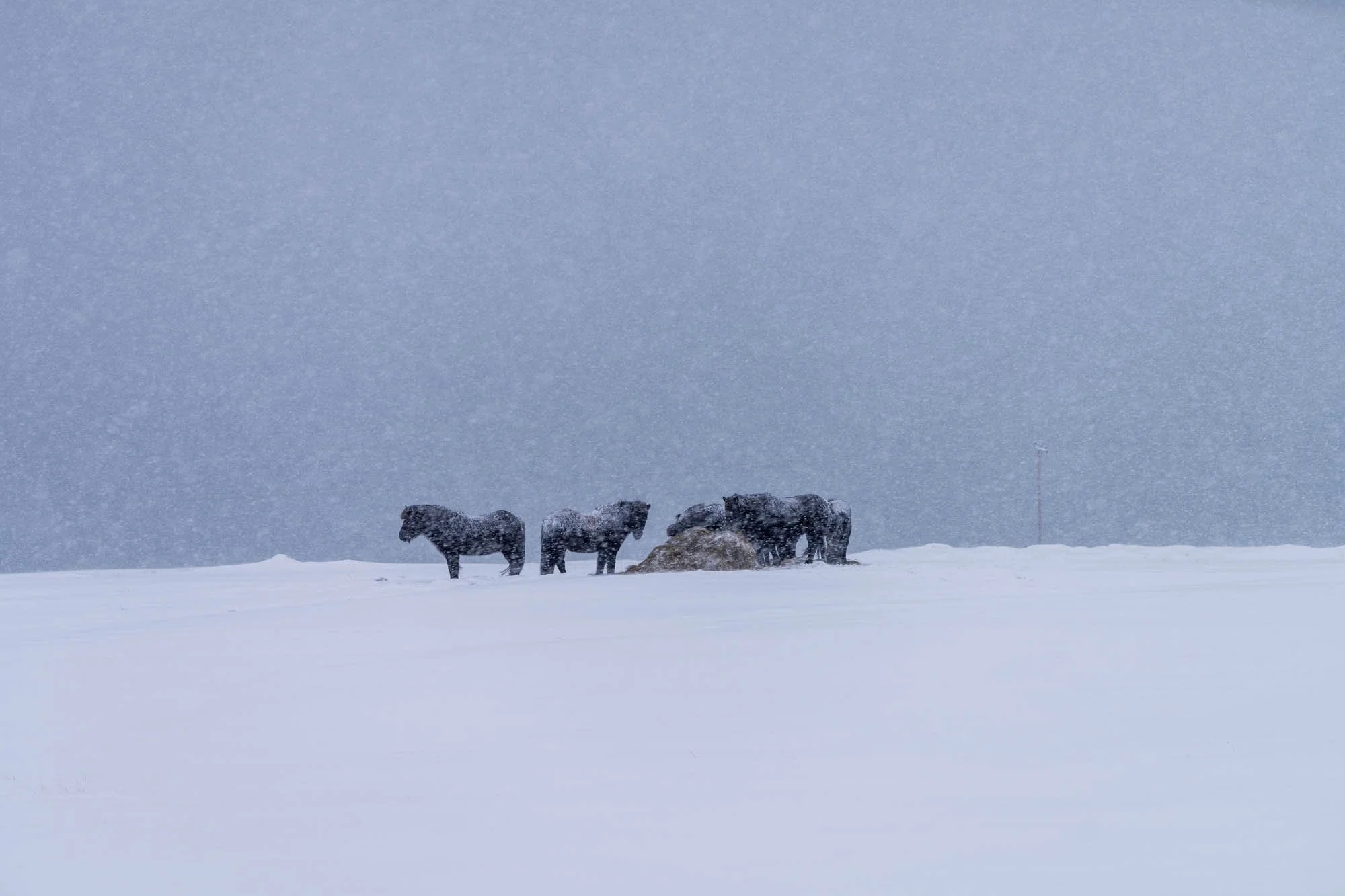 Horses in Snowfall Near Hvalfjörður - SIG02223.jpg