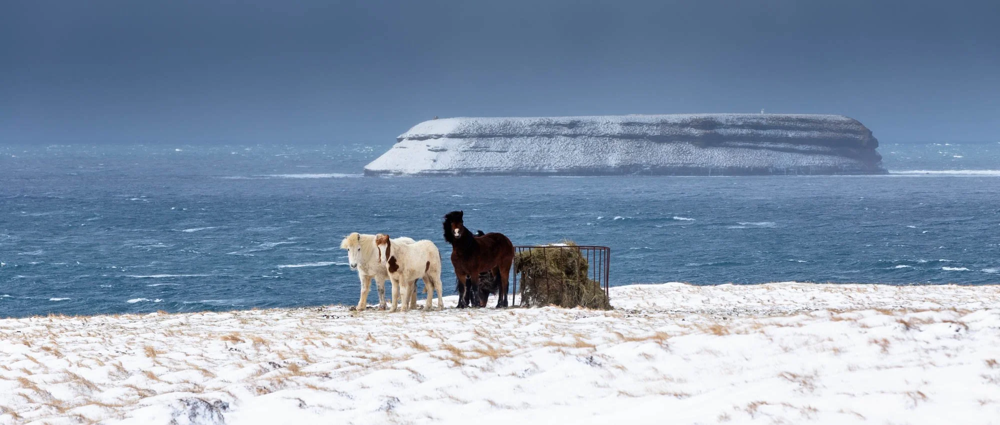 Horses on a Snowy Ásbyrgi Coast.jpg