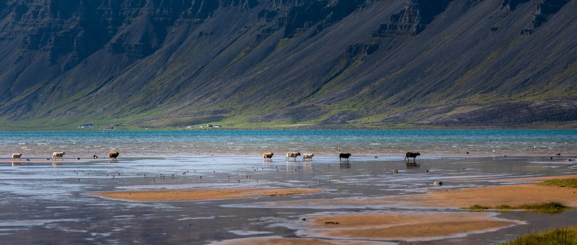 Sheep on Rauðisandur Tidal Flats.jpg