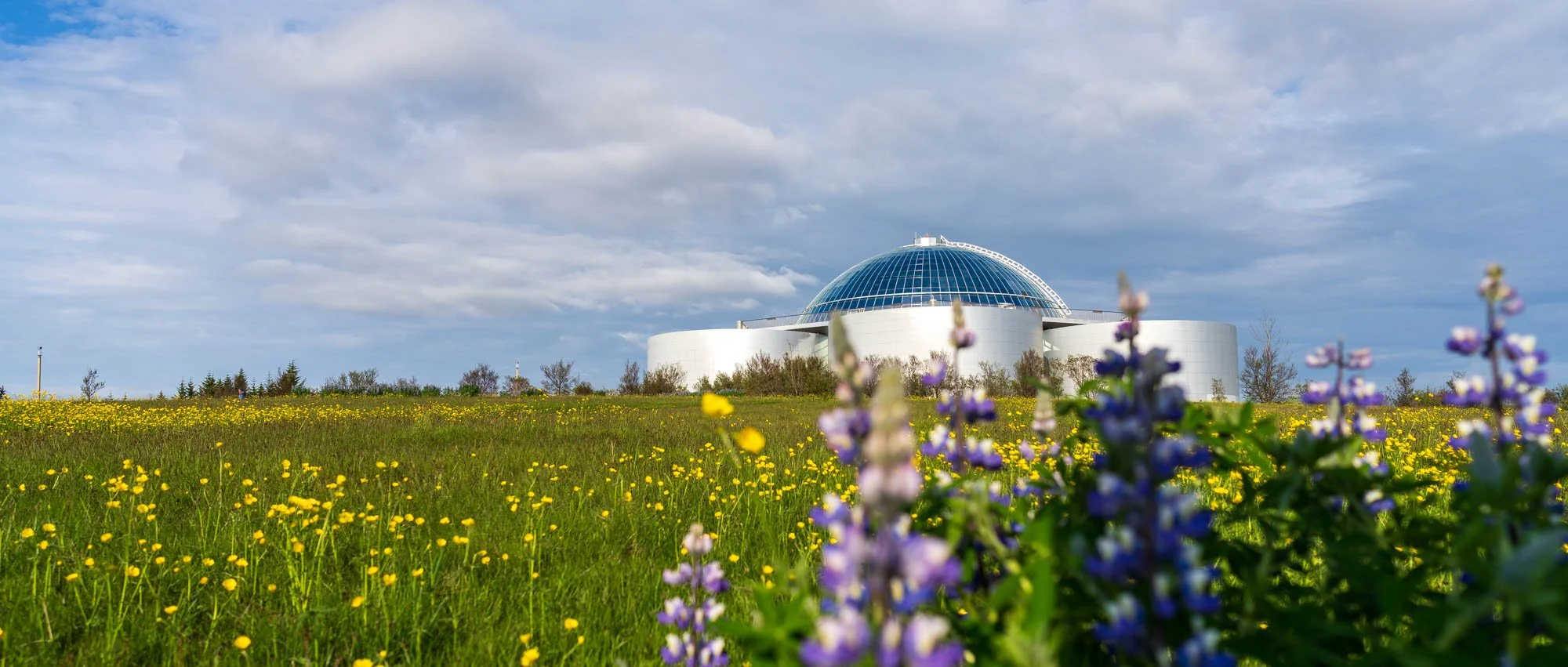 Perlan and Lupines on Öskjuhlíð.jpg
