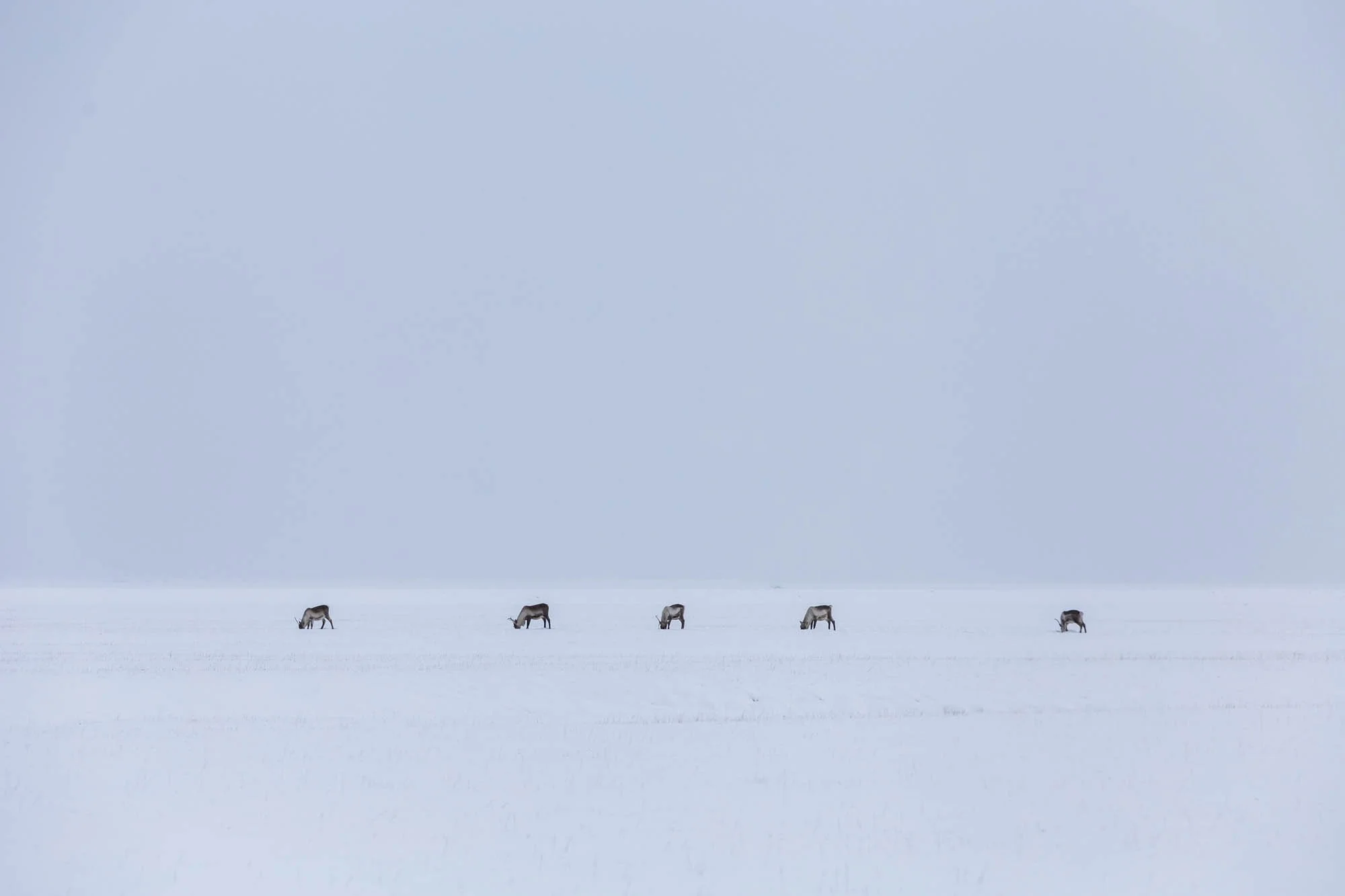 Distant Horses in a White Landscape.jpg