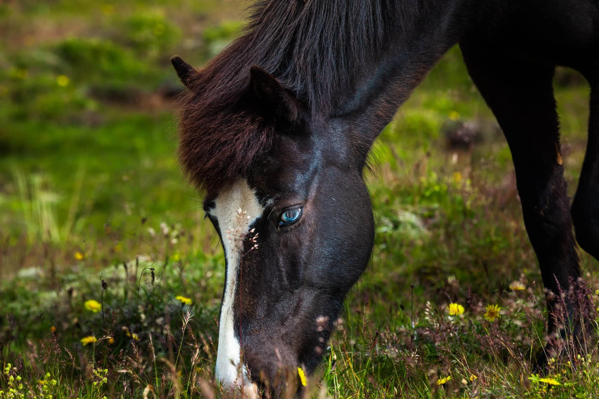 Horse Grazing in the Krýsuvík Landscape.jpg