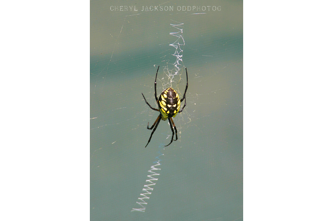 IMG_2796.png